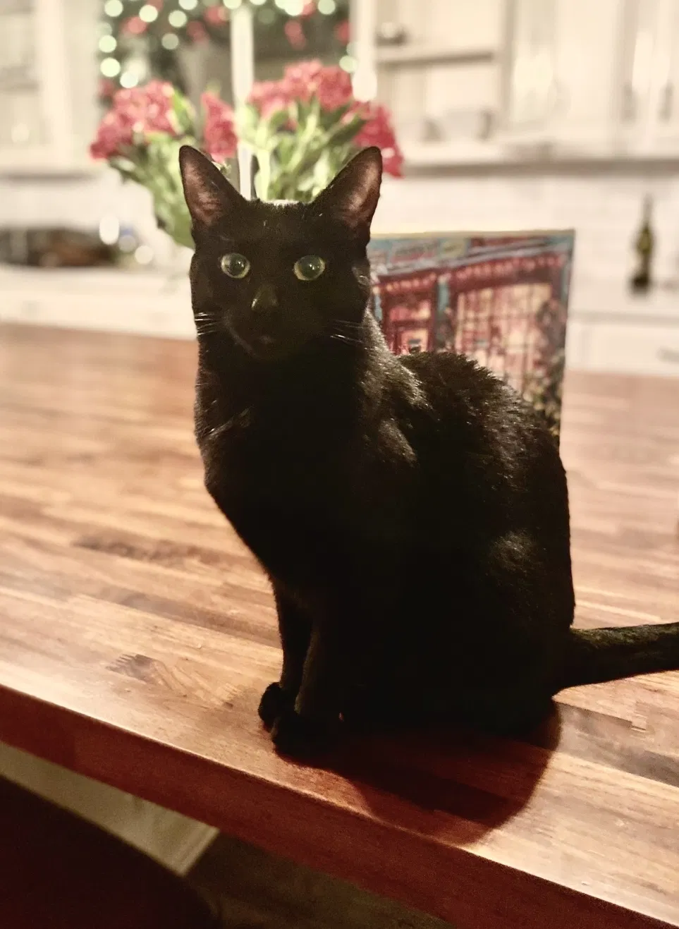 Lost cat in Granite Bay, CA, 95746