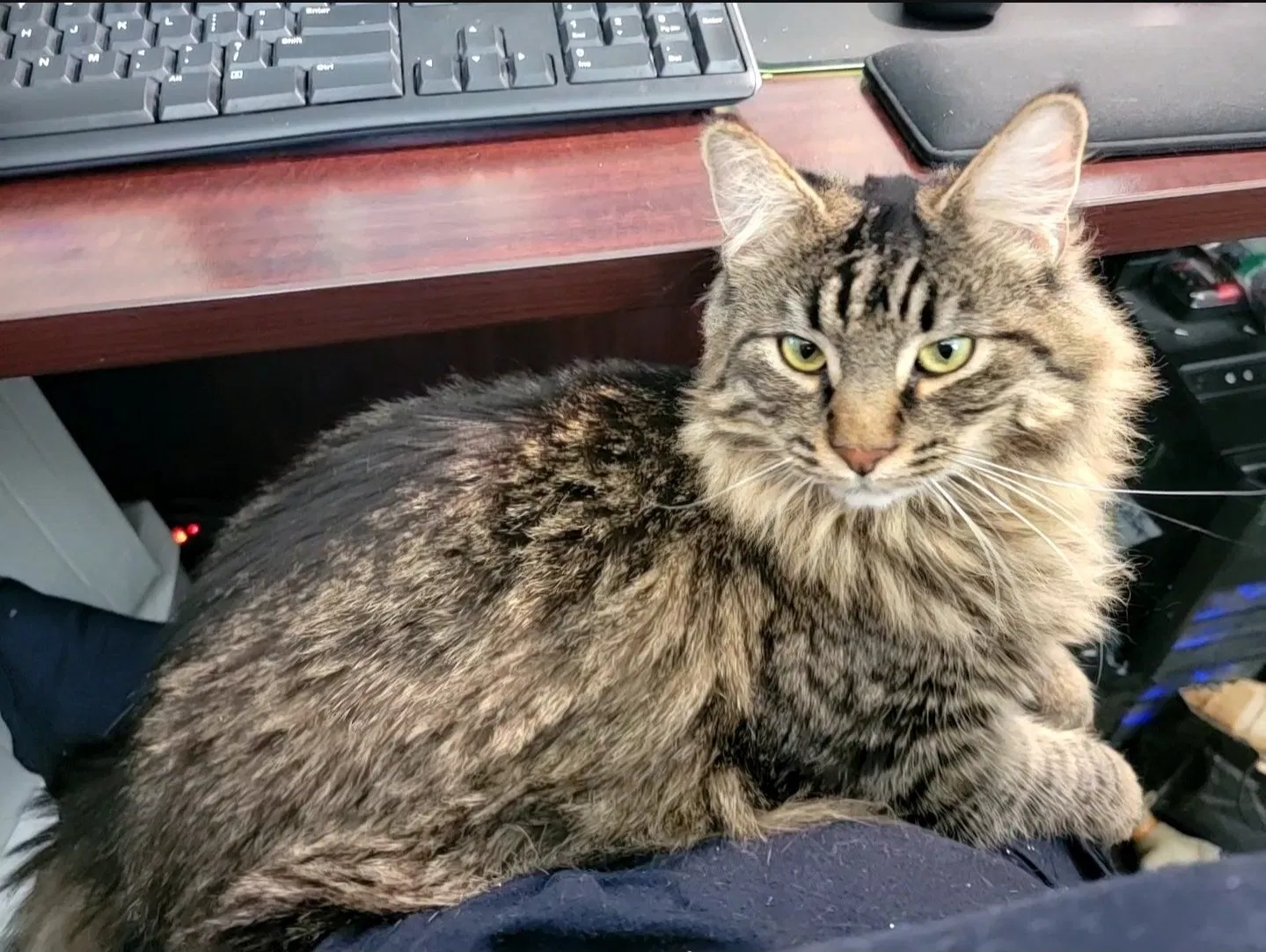Lost cat in Antelope, CA, 95843