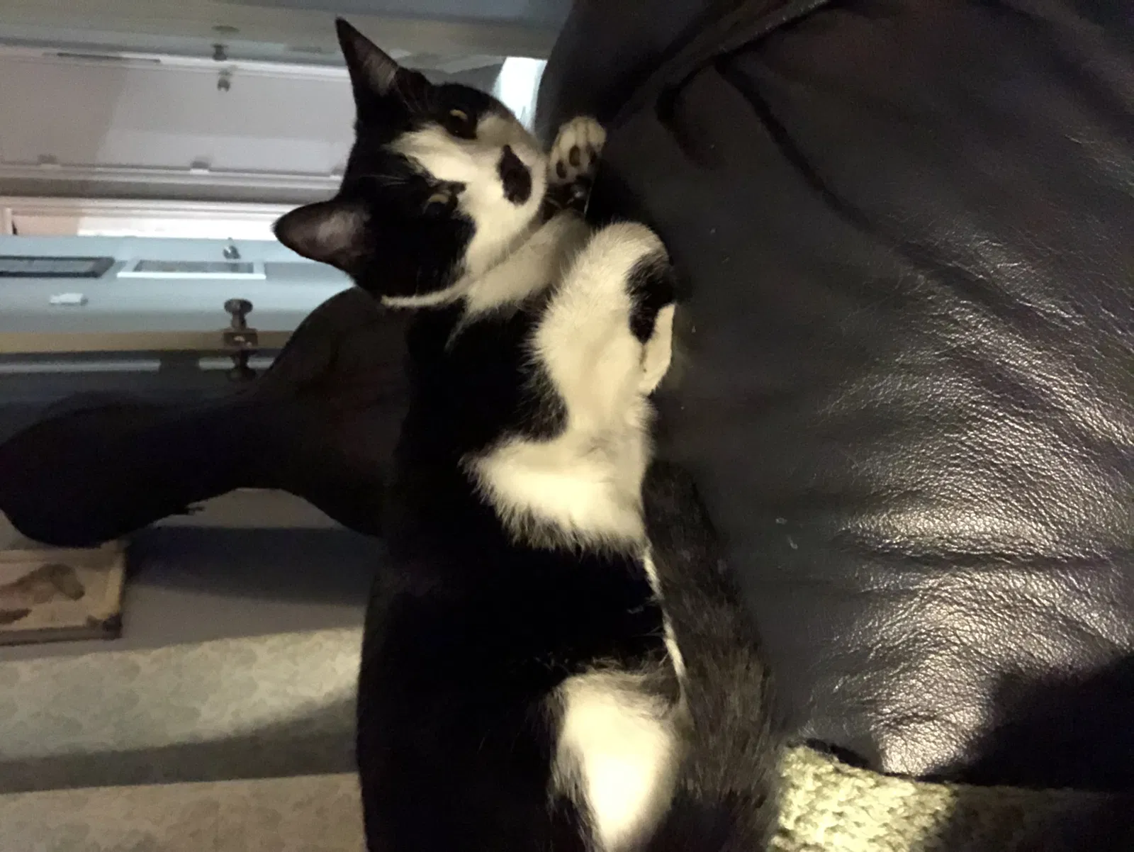 Lost cat in Carrollton, TX, 75007