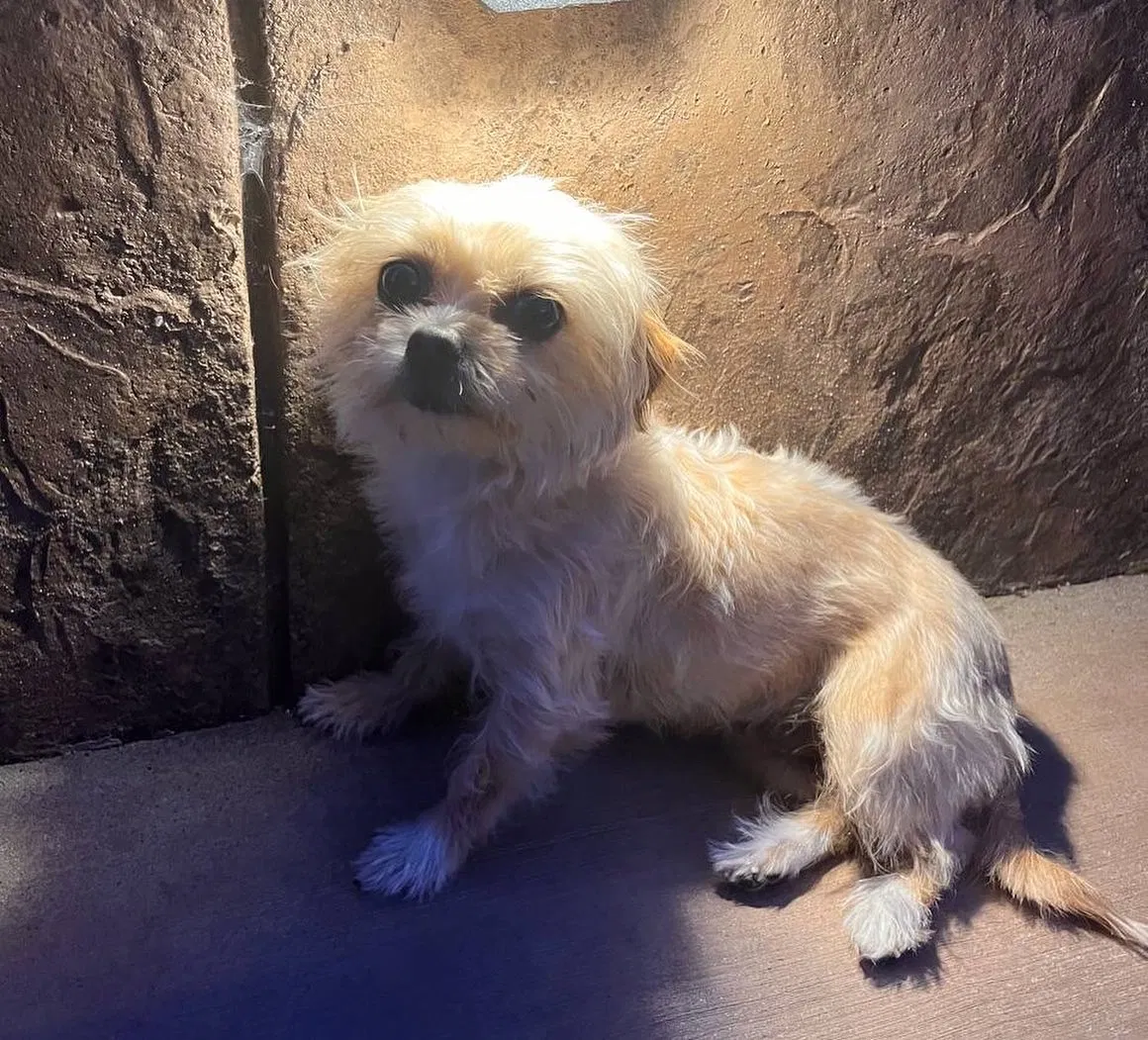 Lost dog in Fairfield, CA, 94533