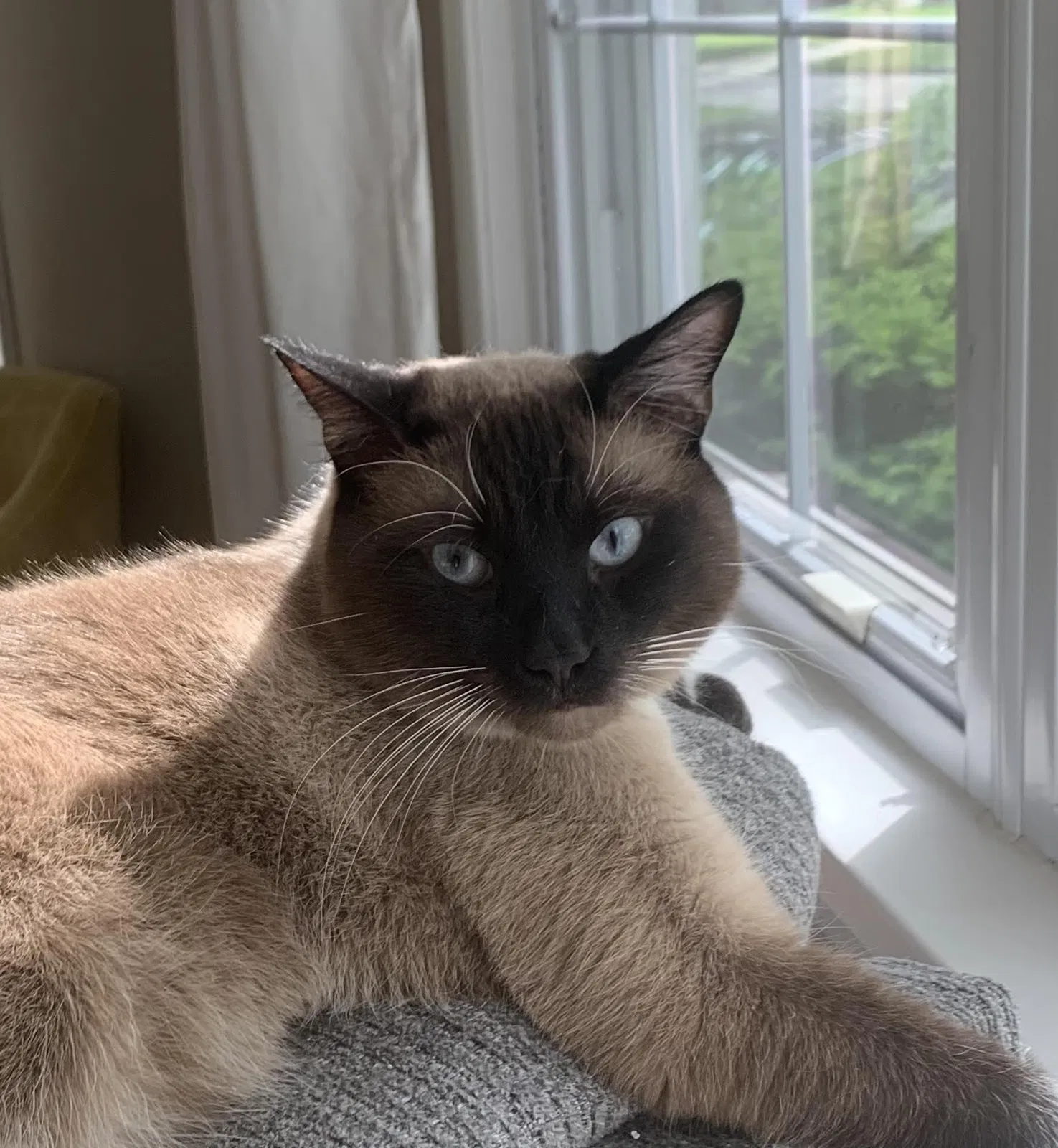 Lost cat in Cleveland, OH, 44105