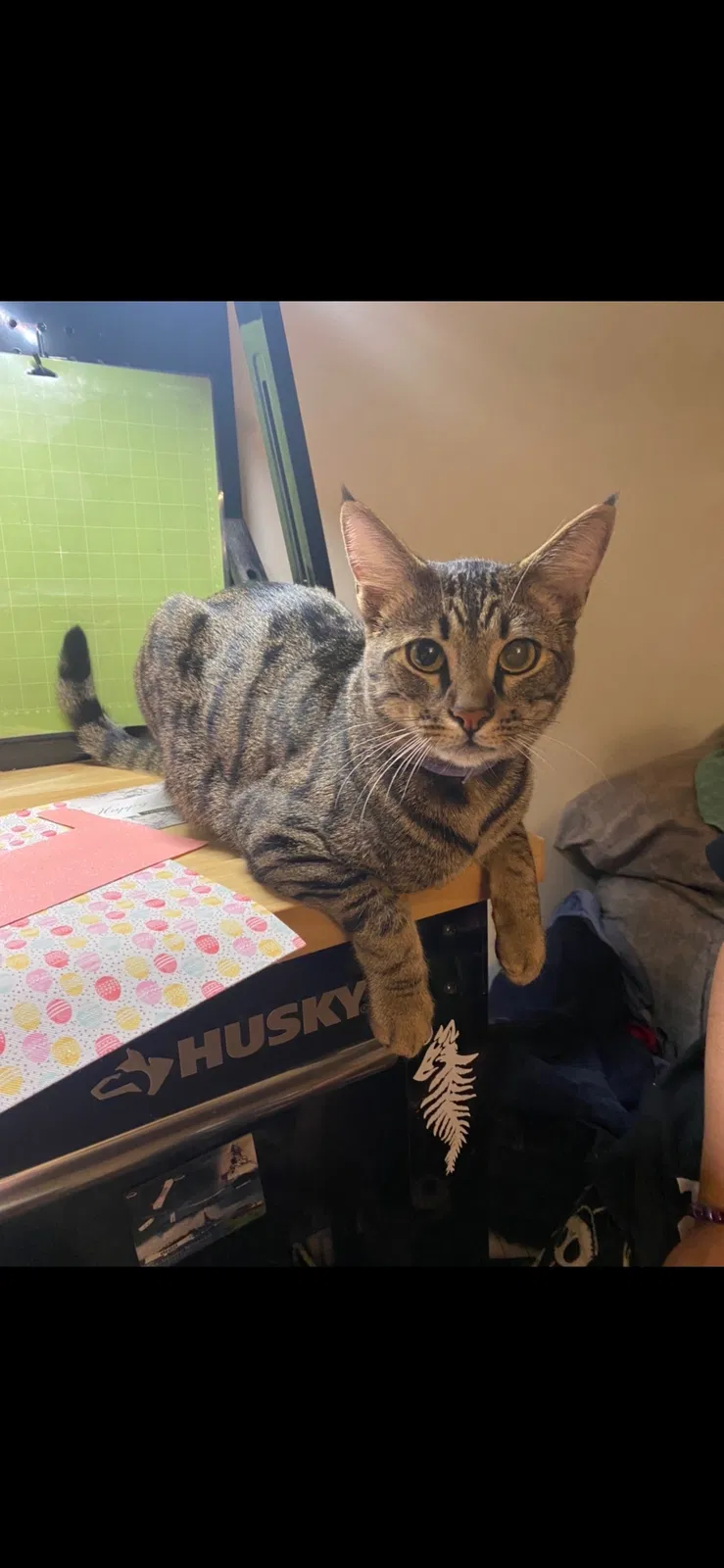 Lost cat in El Cajon, CA, 92021