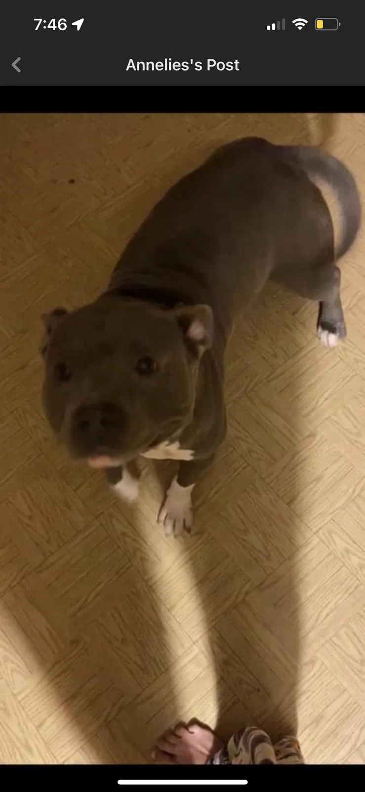 Lost dog in Shreveport, LA, 71106