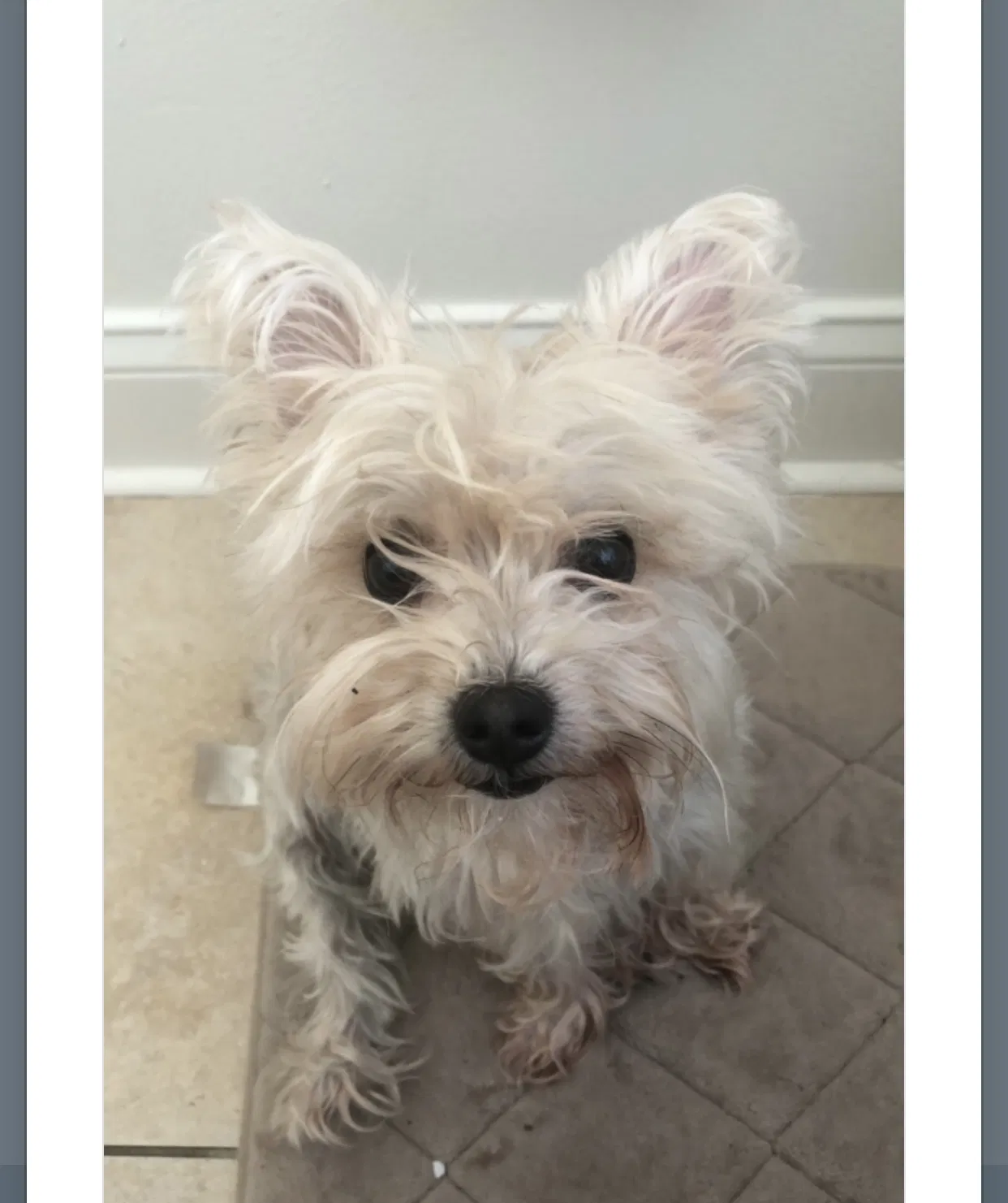 Lost dog in Stuart, FL, 34994