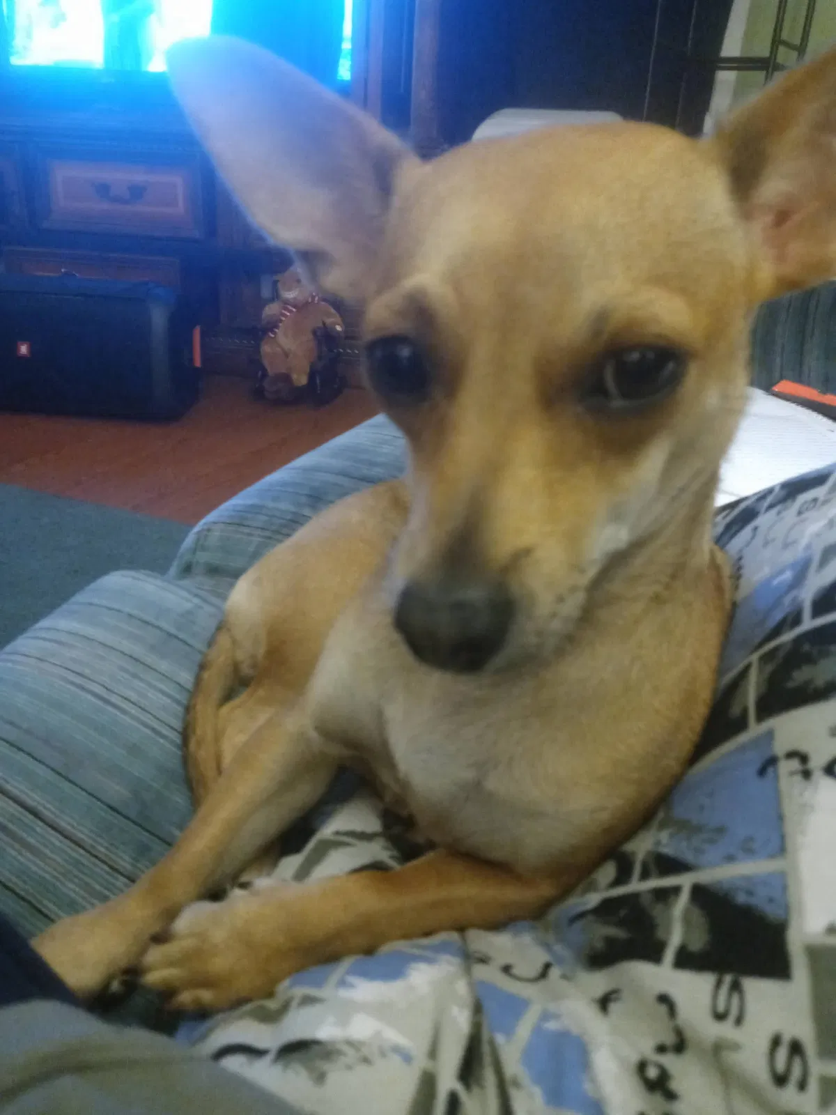 Lost dog in Portland, OR, 97236