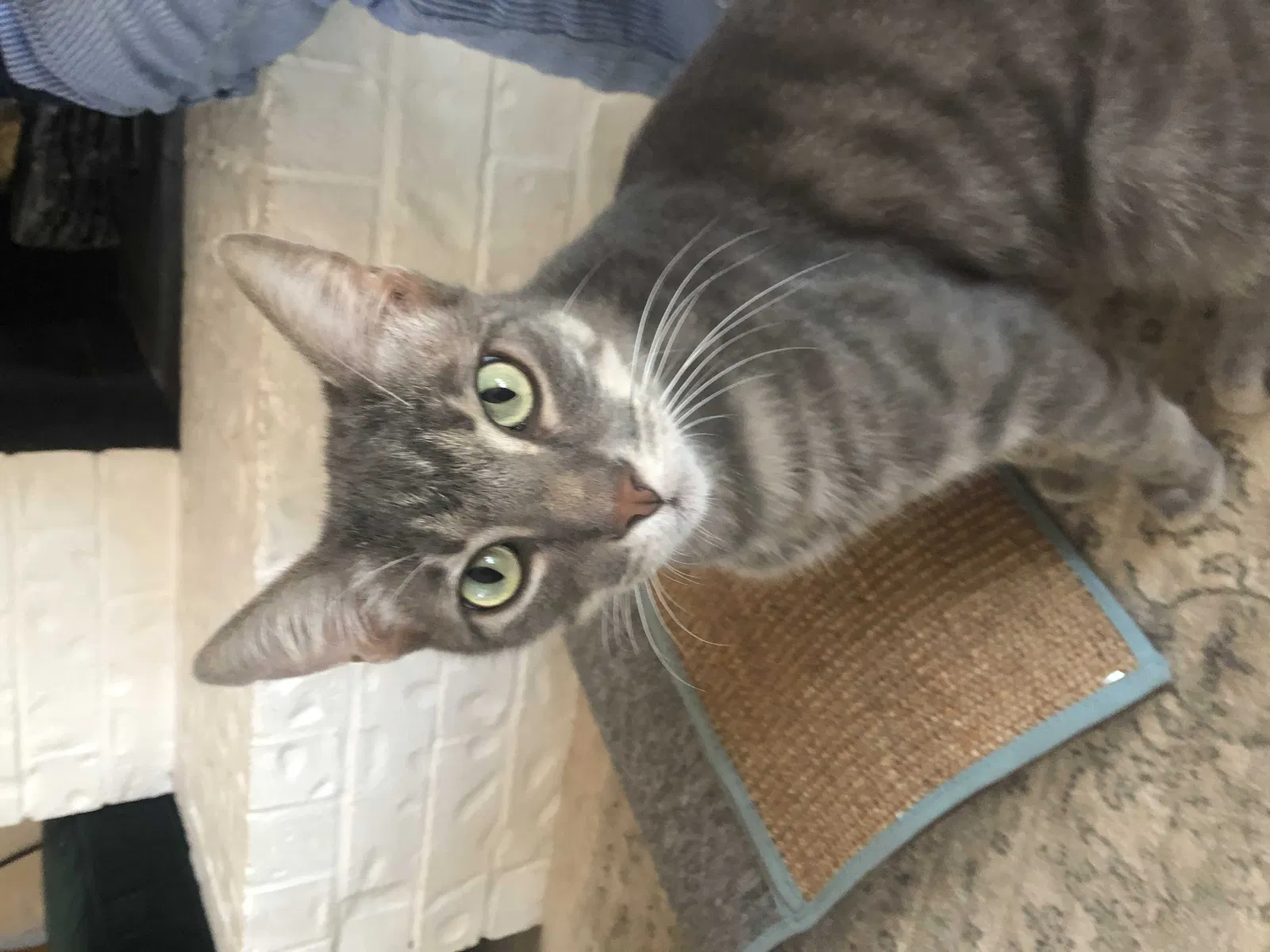 Lost cat in Austin, TX, 78745