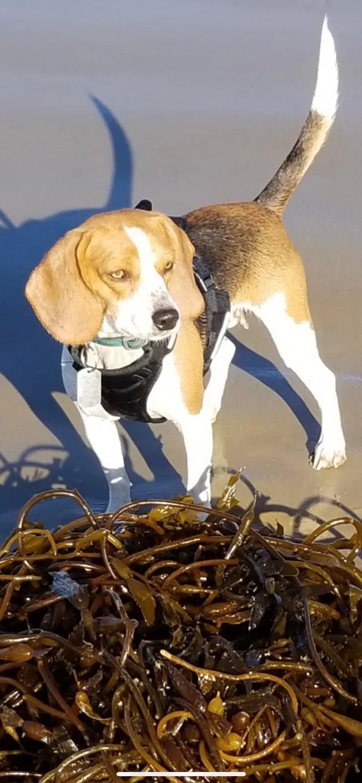 Lost dog in Visalia, CA, 93291