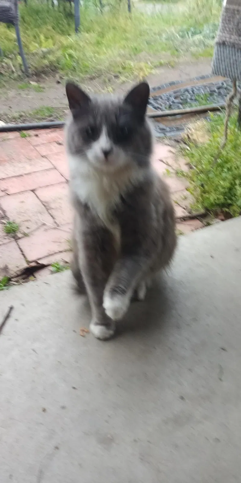 Lost cat in Hughson, CA, 95326