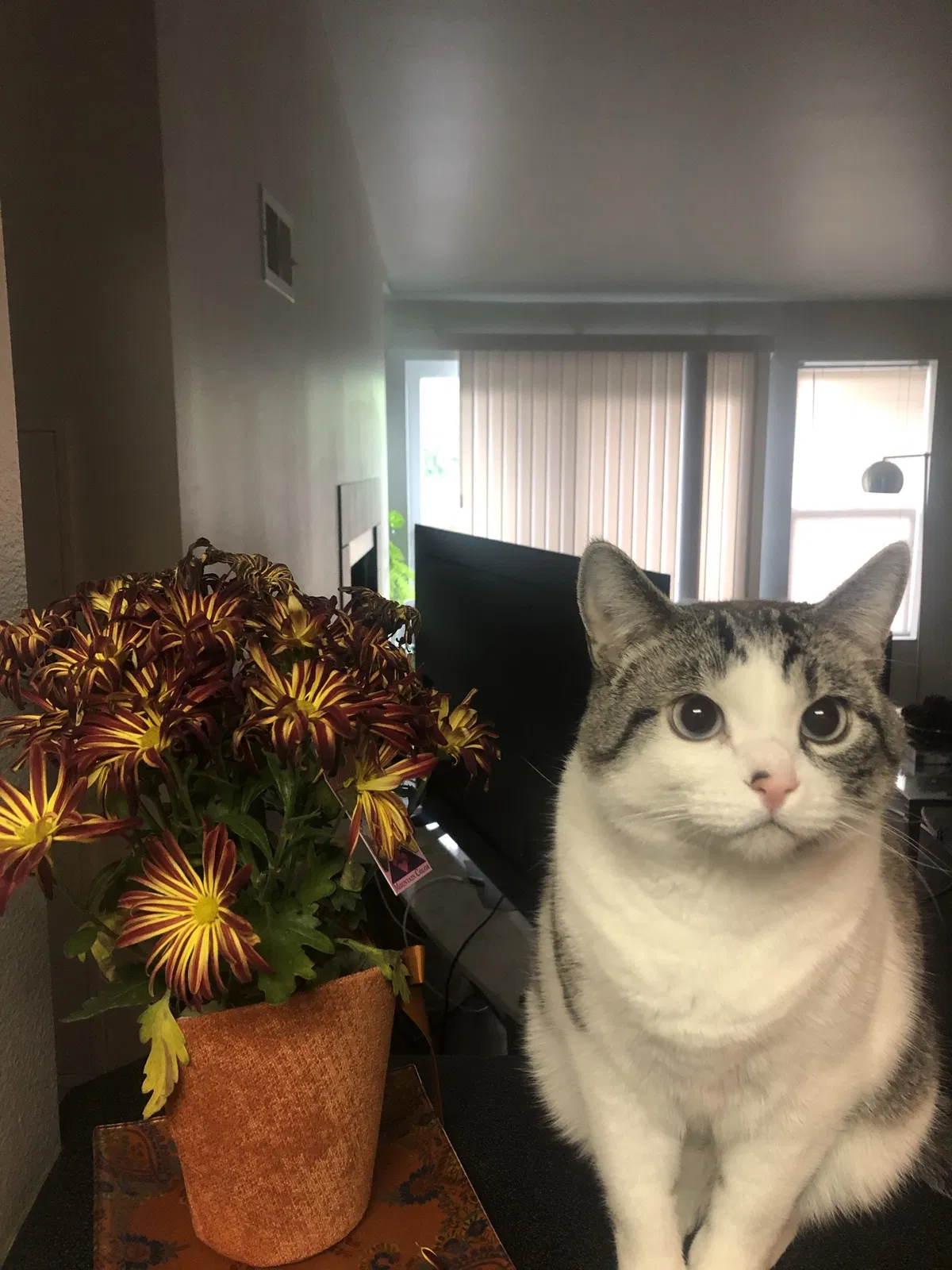 Lost cat in Boise, ID, 83705