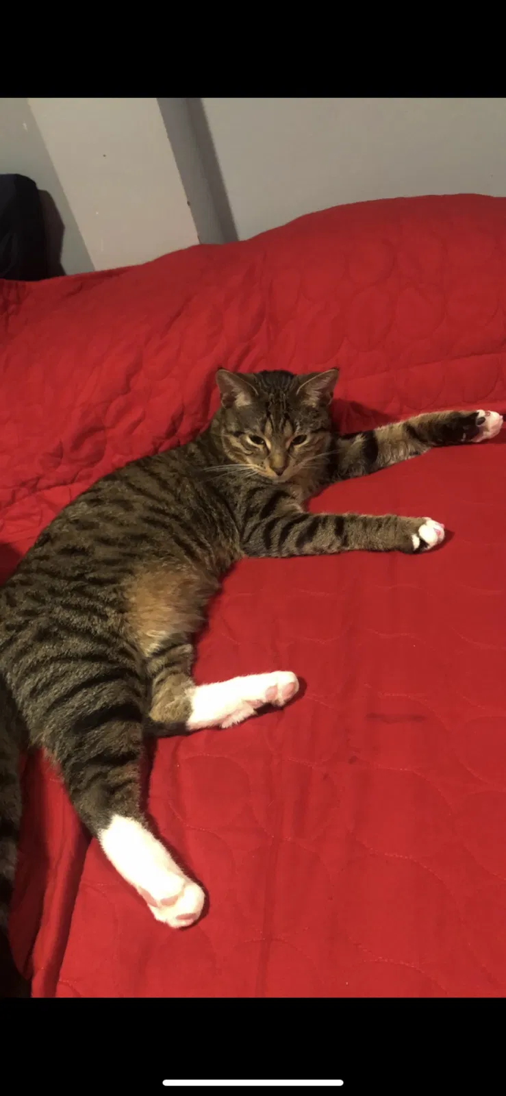 Lost cat in Chicago, IL, 60647