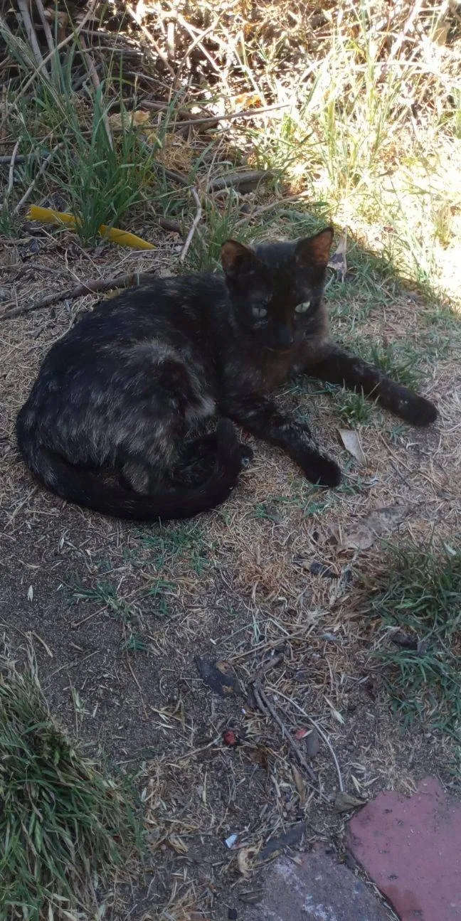 Lost cat in Hughson, CA, 95326