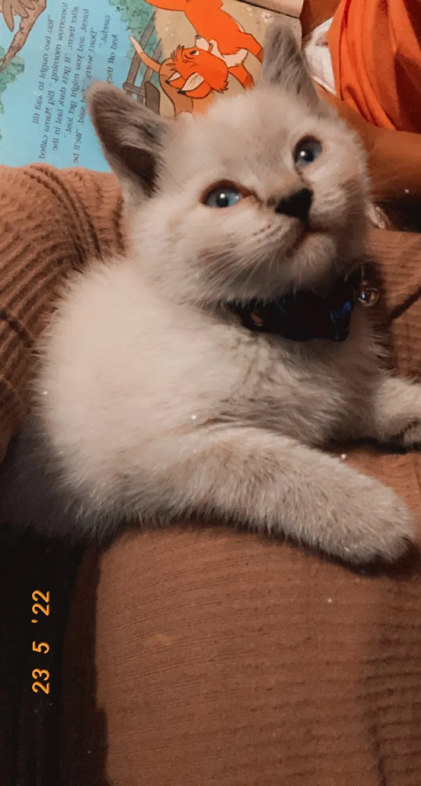 Lost cat in Los Angeles, CA, 90063