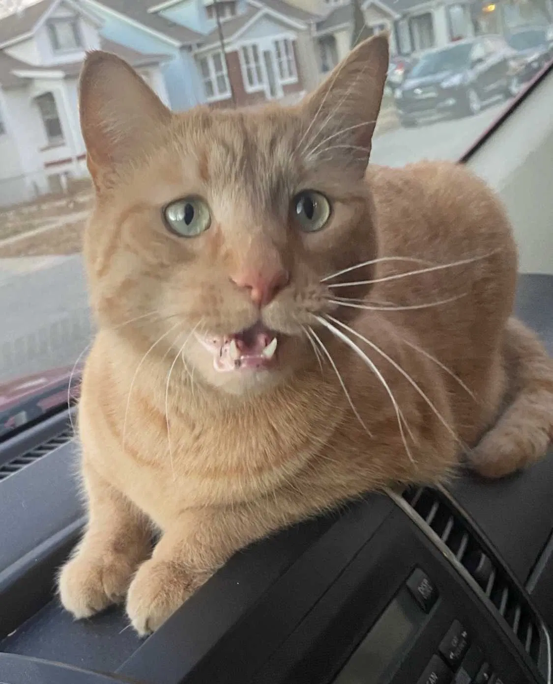 Lost cat in Louisville, KY, 40217