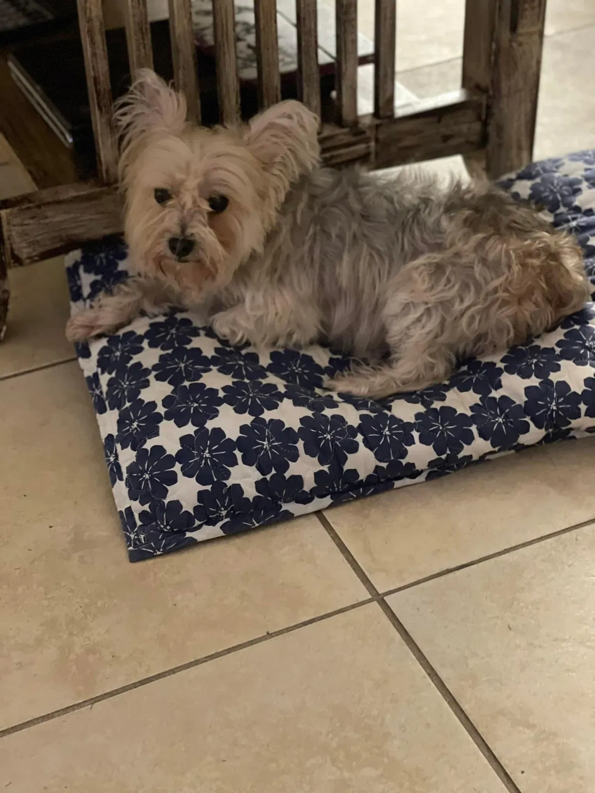 Lost dog in Stuart, FL, 34994