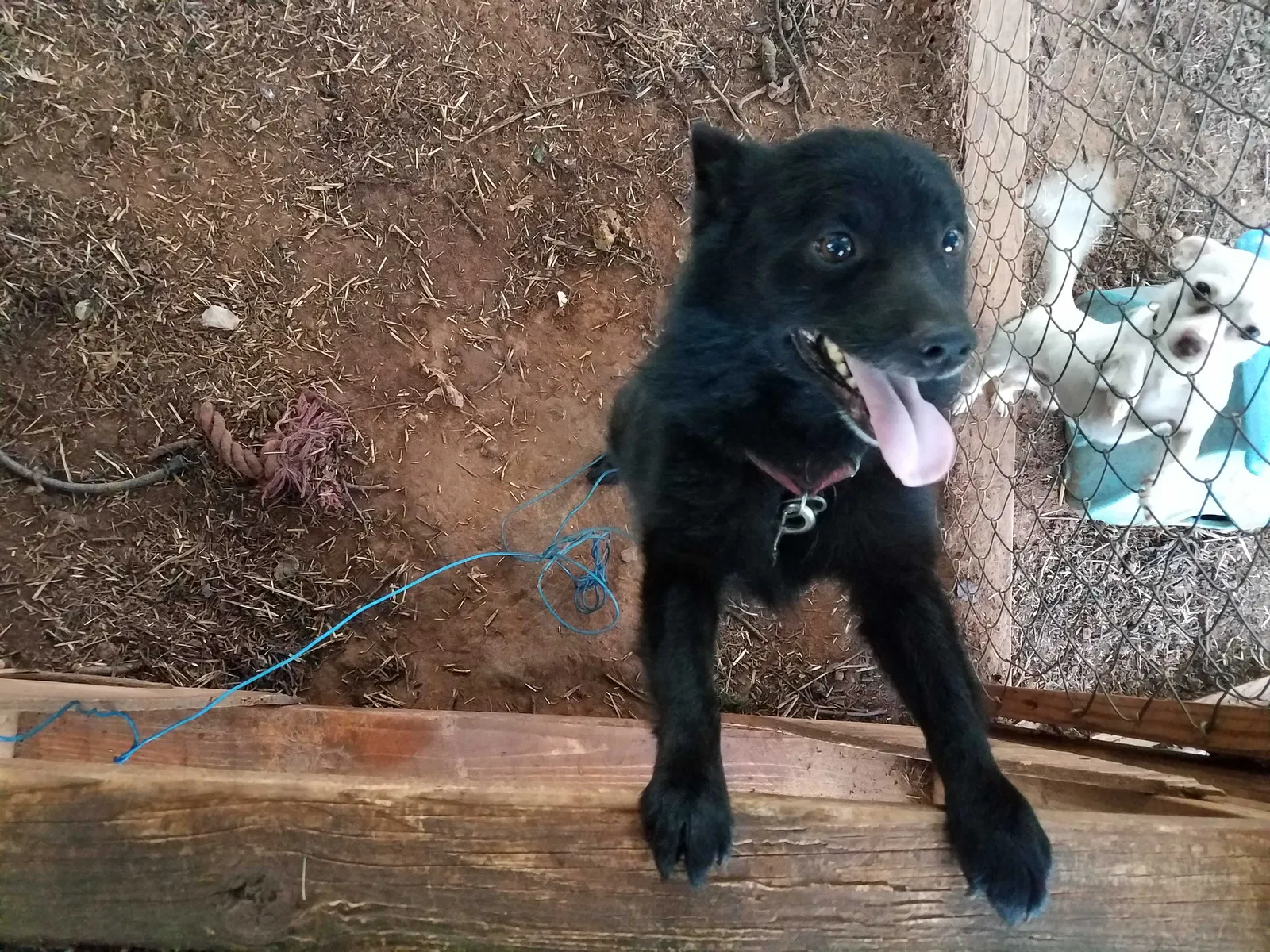 Lost dog in Oklahoma City, OK, 73130