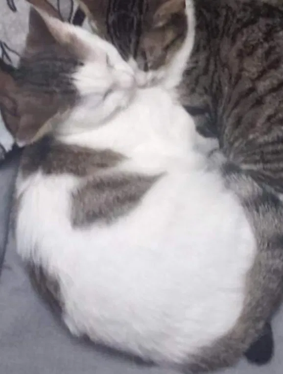Lost cat in Converse, TX, 78109