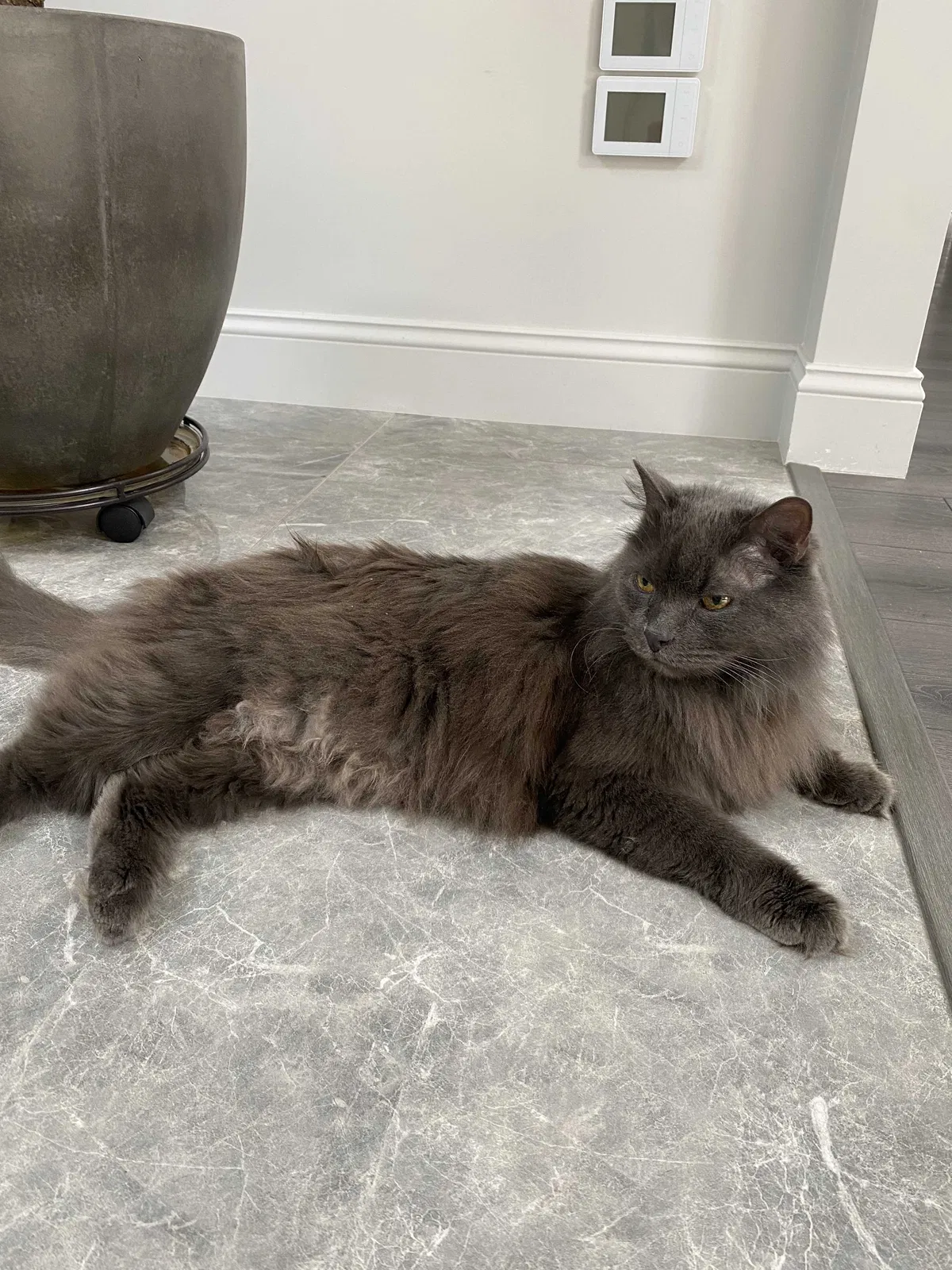 Lost cat in Richmond, VA, 23225