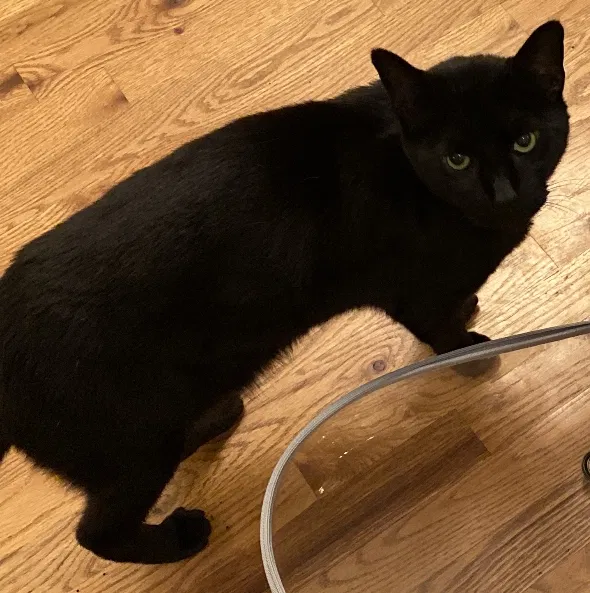 Lost cat in Mooresville, NC, 28115