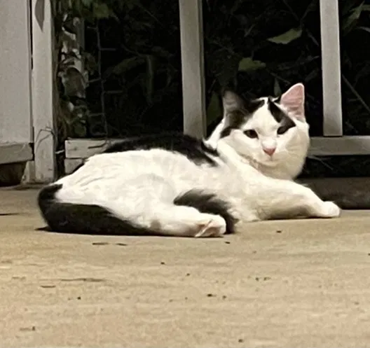 Lost cat in Pulaski, TN, 38478