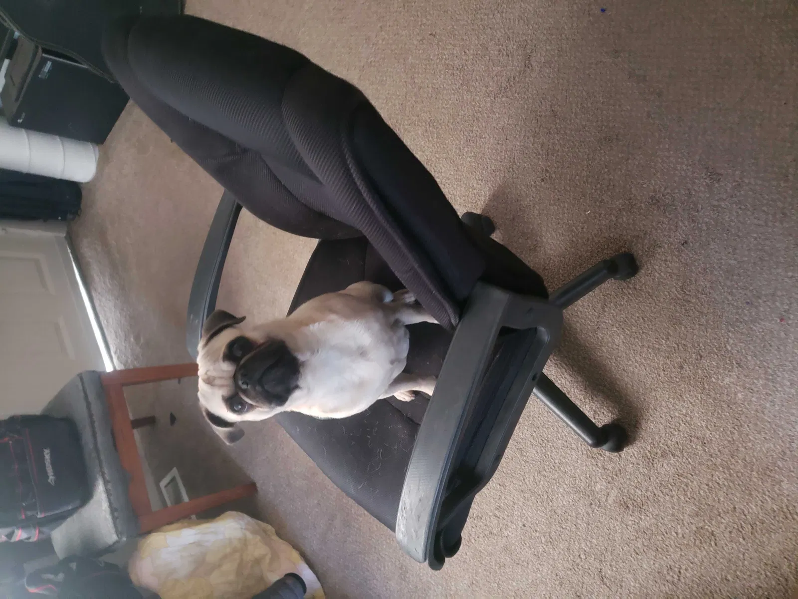 Lost dog in Denver, CO, 80220