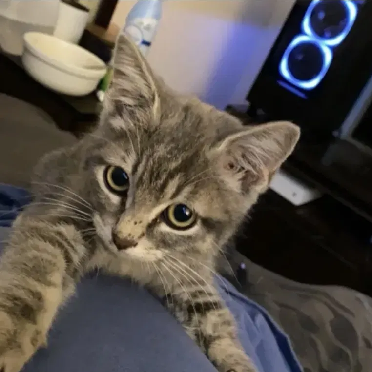 Lost cat in Kyle, TX, 78640