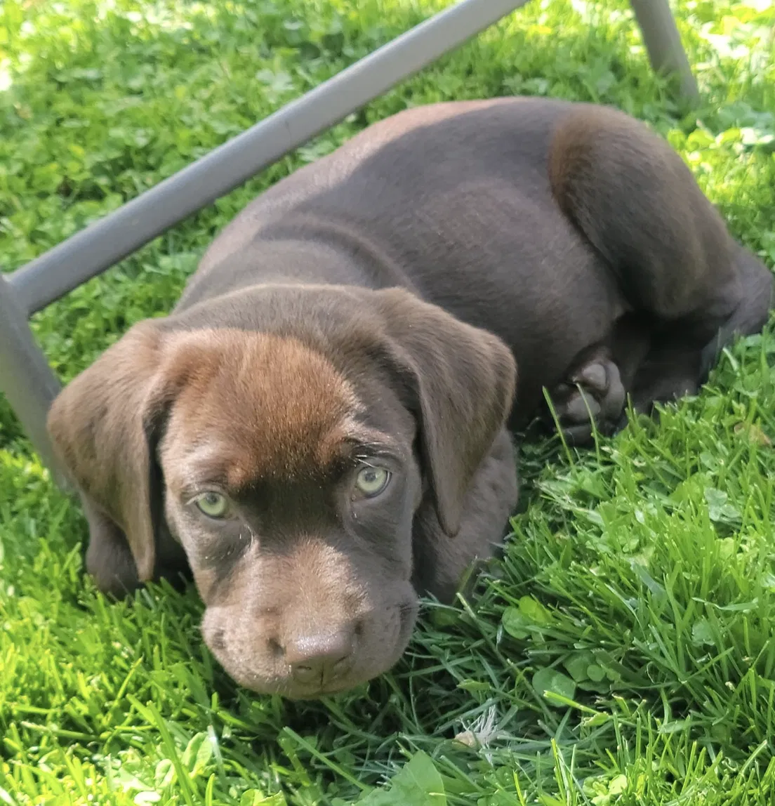 Lost dog in Park Hills, MO, 63601