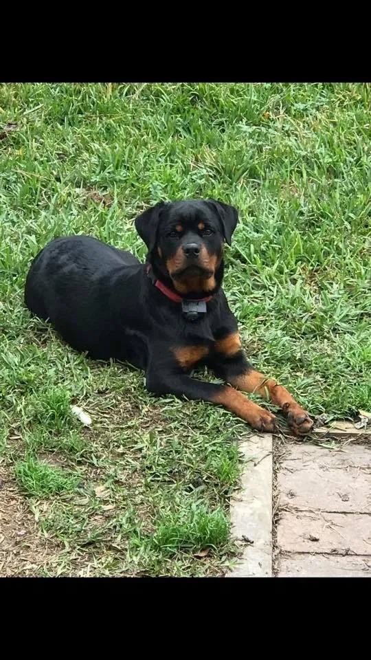 Lost dog in Conroe, TX, 77302