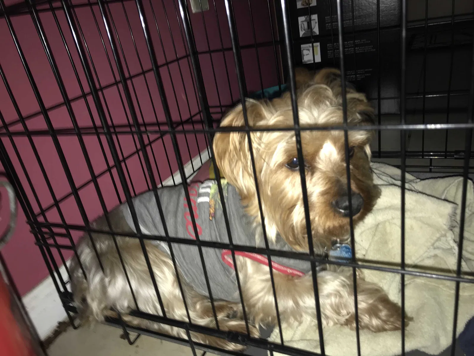 Lost dog in Augusta, GA, 30906
