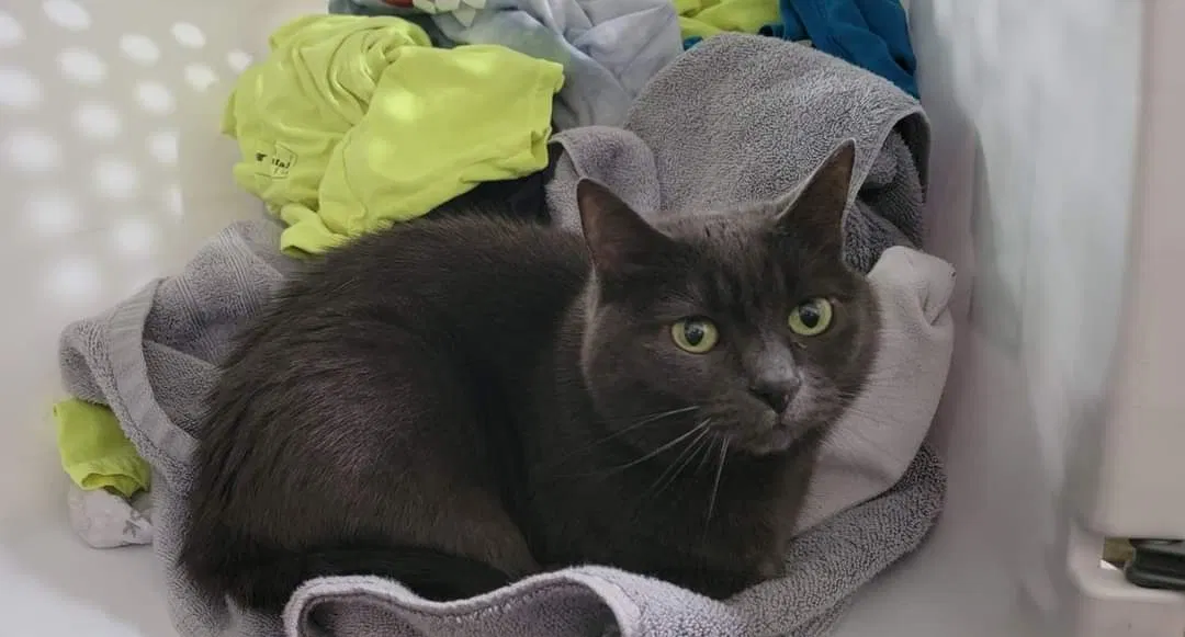 Lost cat in Hudsonville, MI, 49426