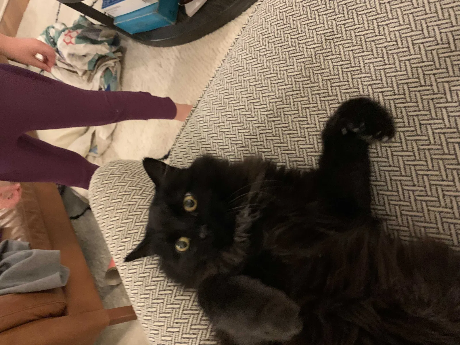 Lost cat in Portland, OR, 97217