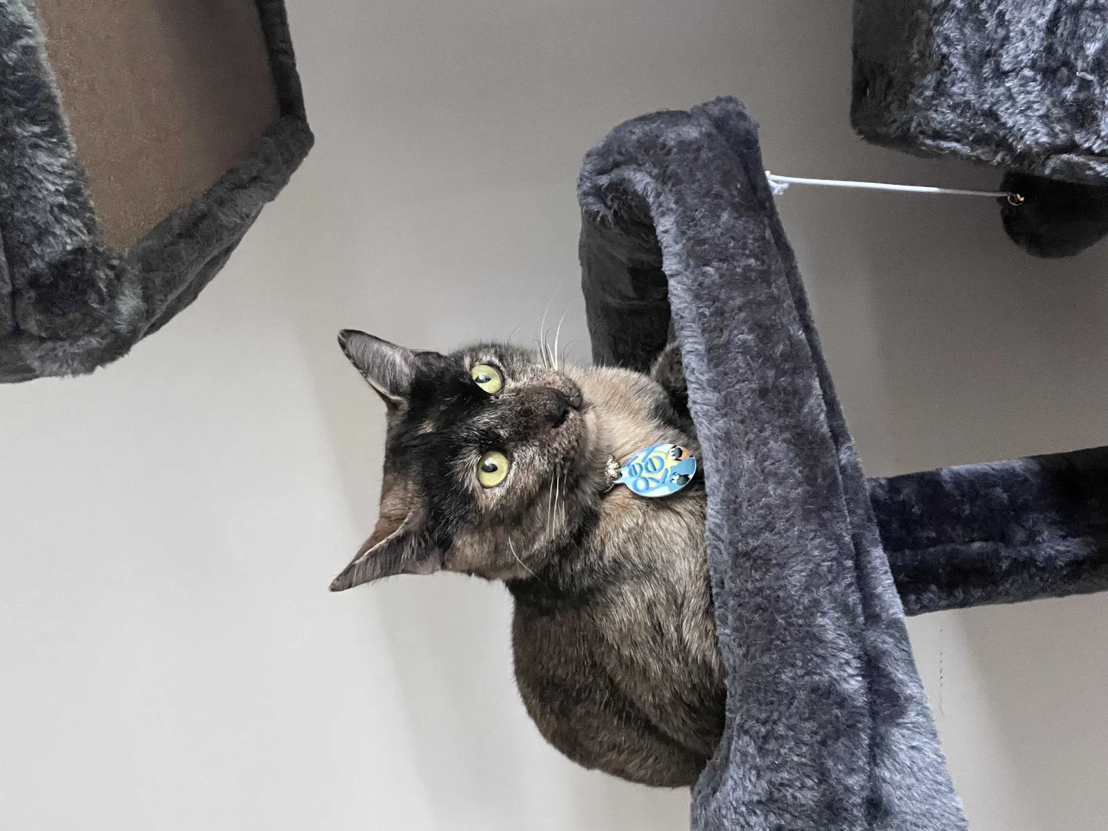 Lost cat in Kailua, HI, 96734