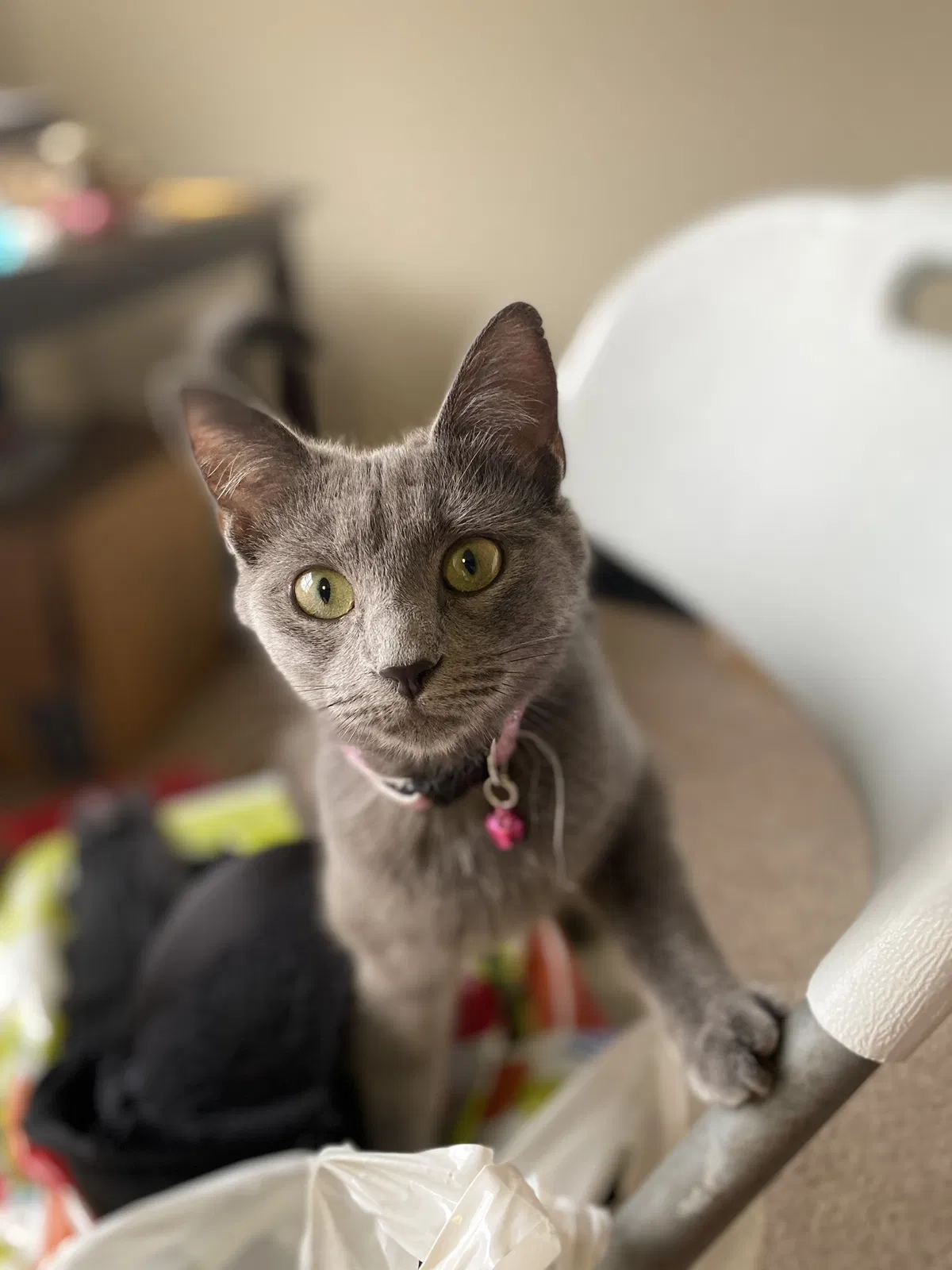 Lost cat in Alexandria, VA, 22304