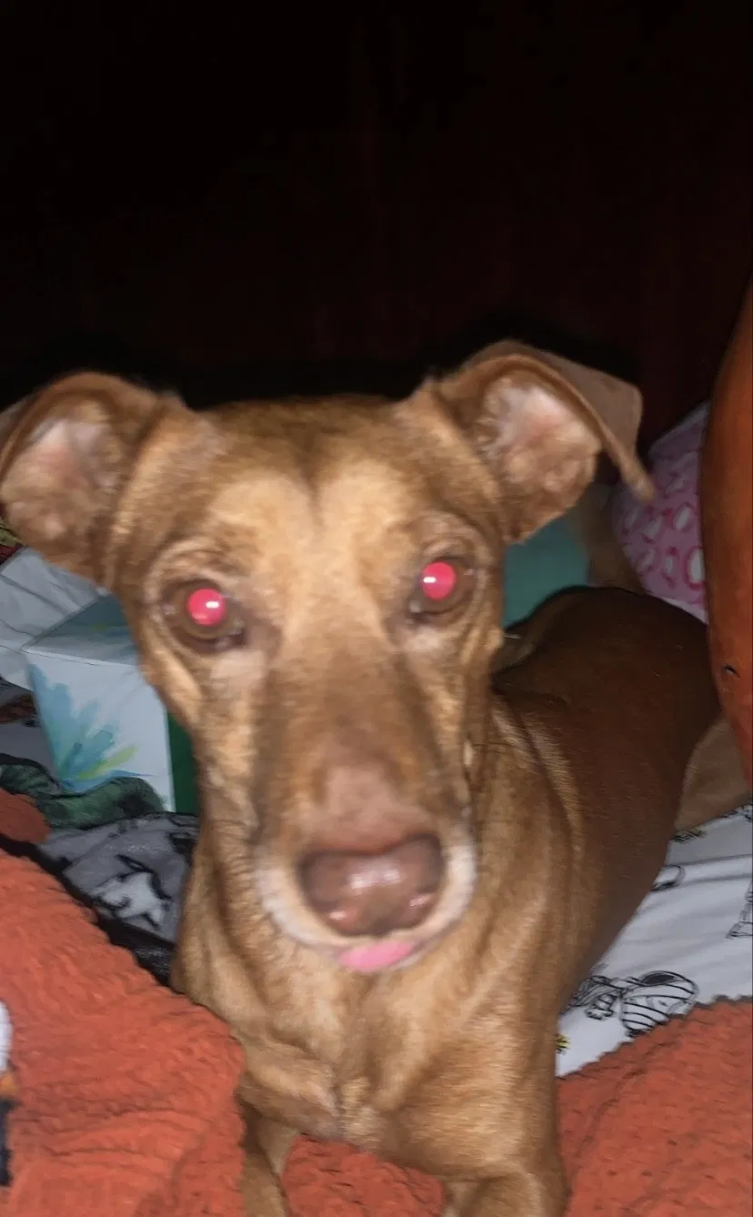 Lost dog in Hanford, CA, 93230