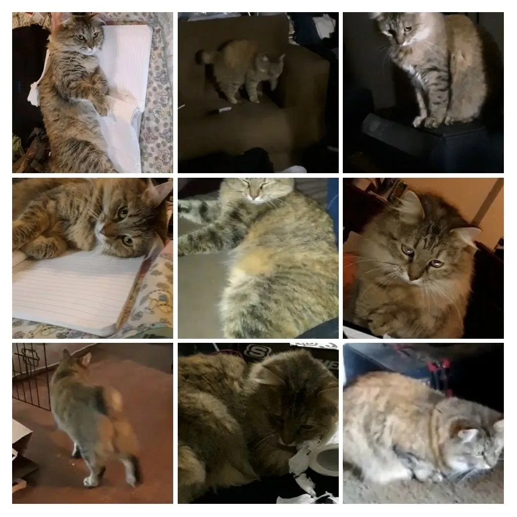 Lost cat in Guthrie, OK, 73044