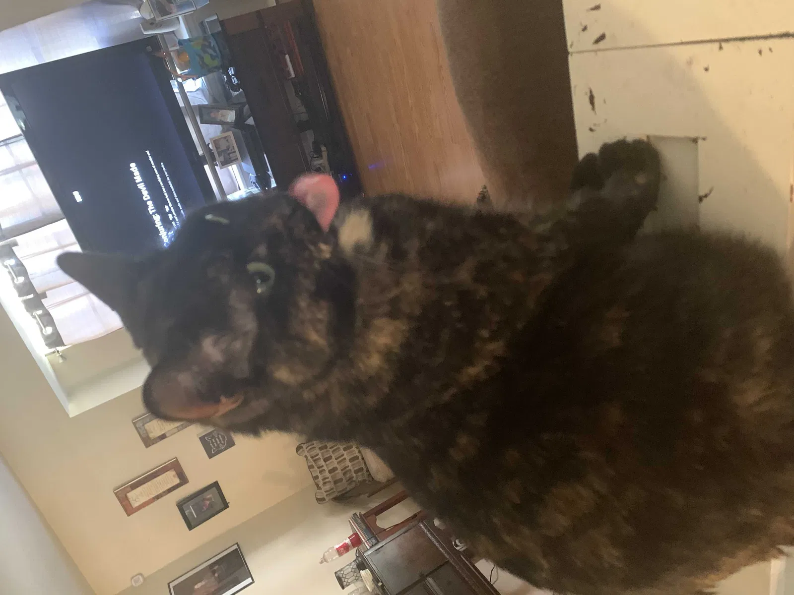 Lost cat in San Antonio, TX, 78218