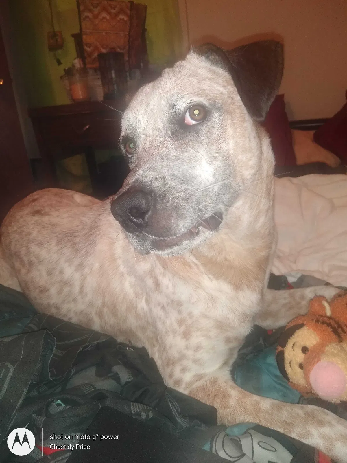 Lost dog in Cleveland, AL, 35049