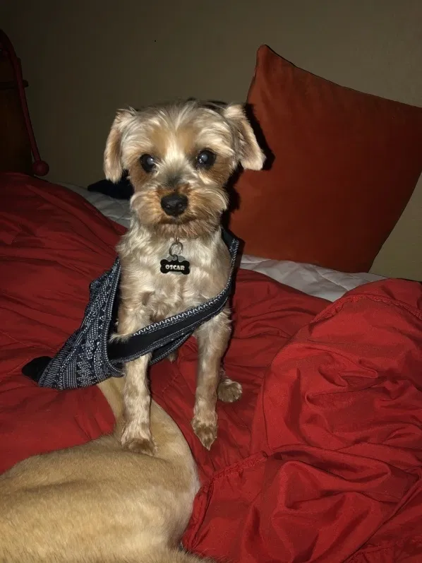 Lost dog in Chattanooga, TN, 37412