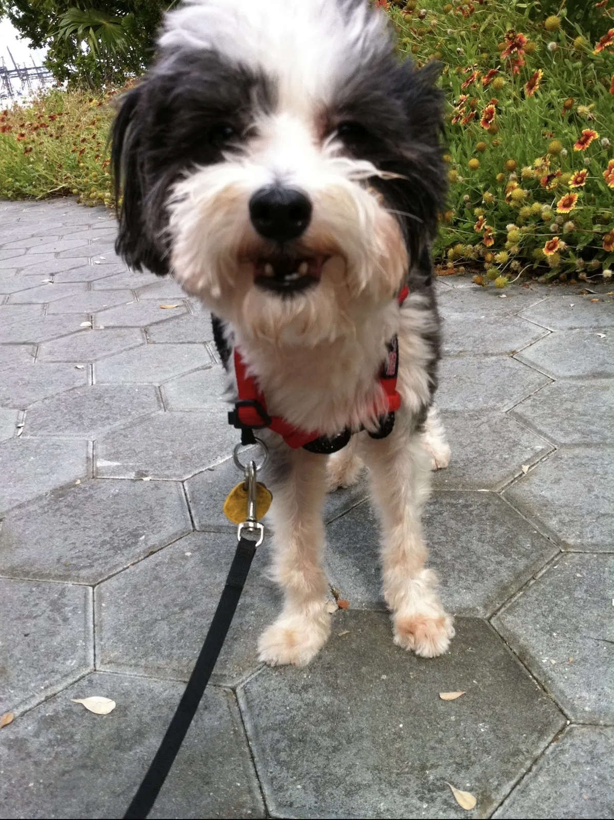 Lost dog in Miami, FL, 33179