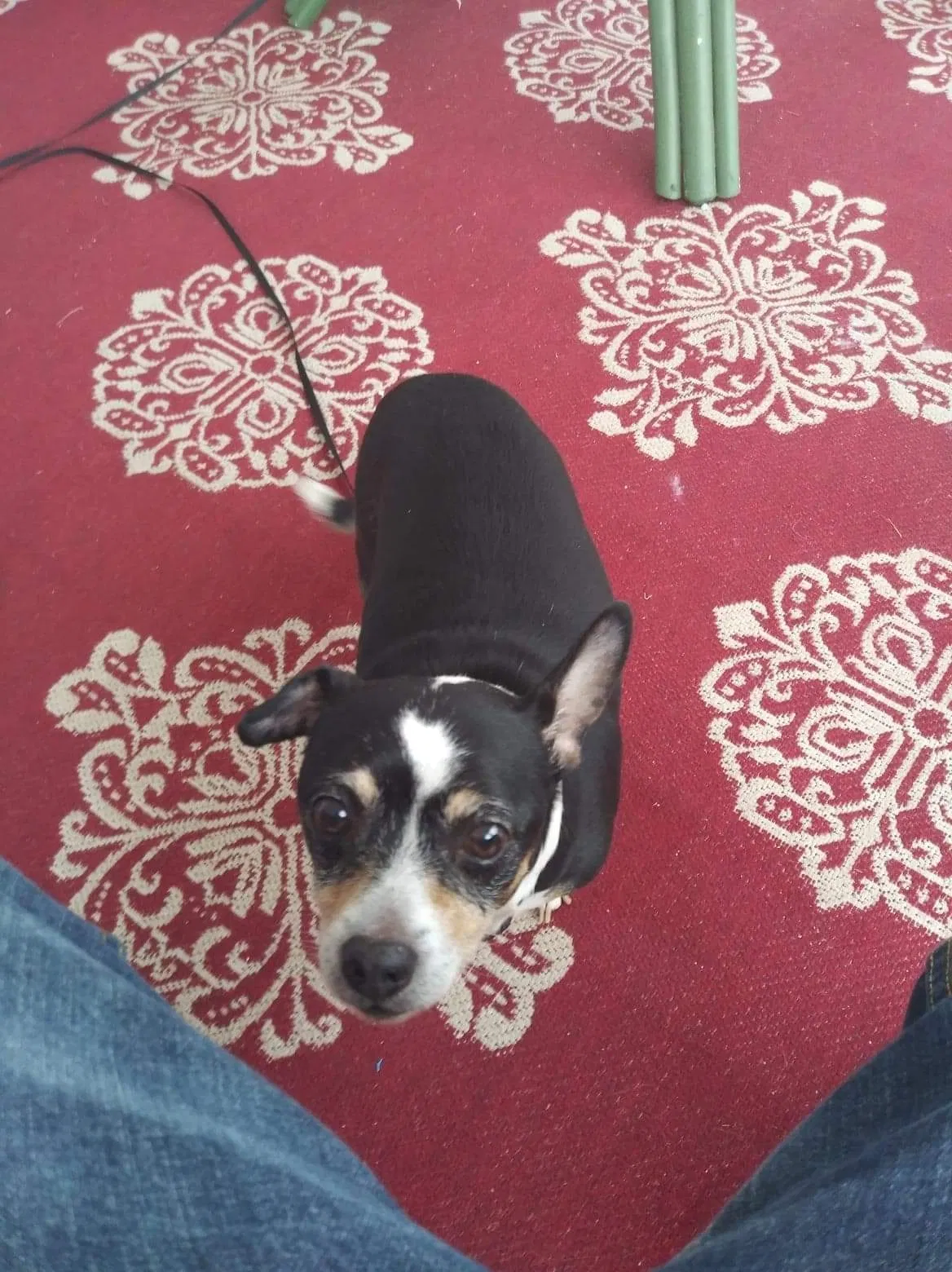 Lost dog in Port Saint Lucie, FL, 34953
