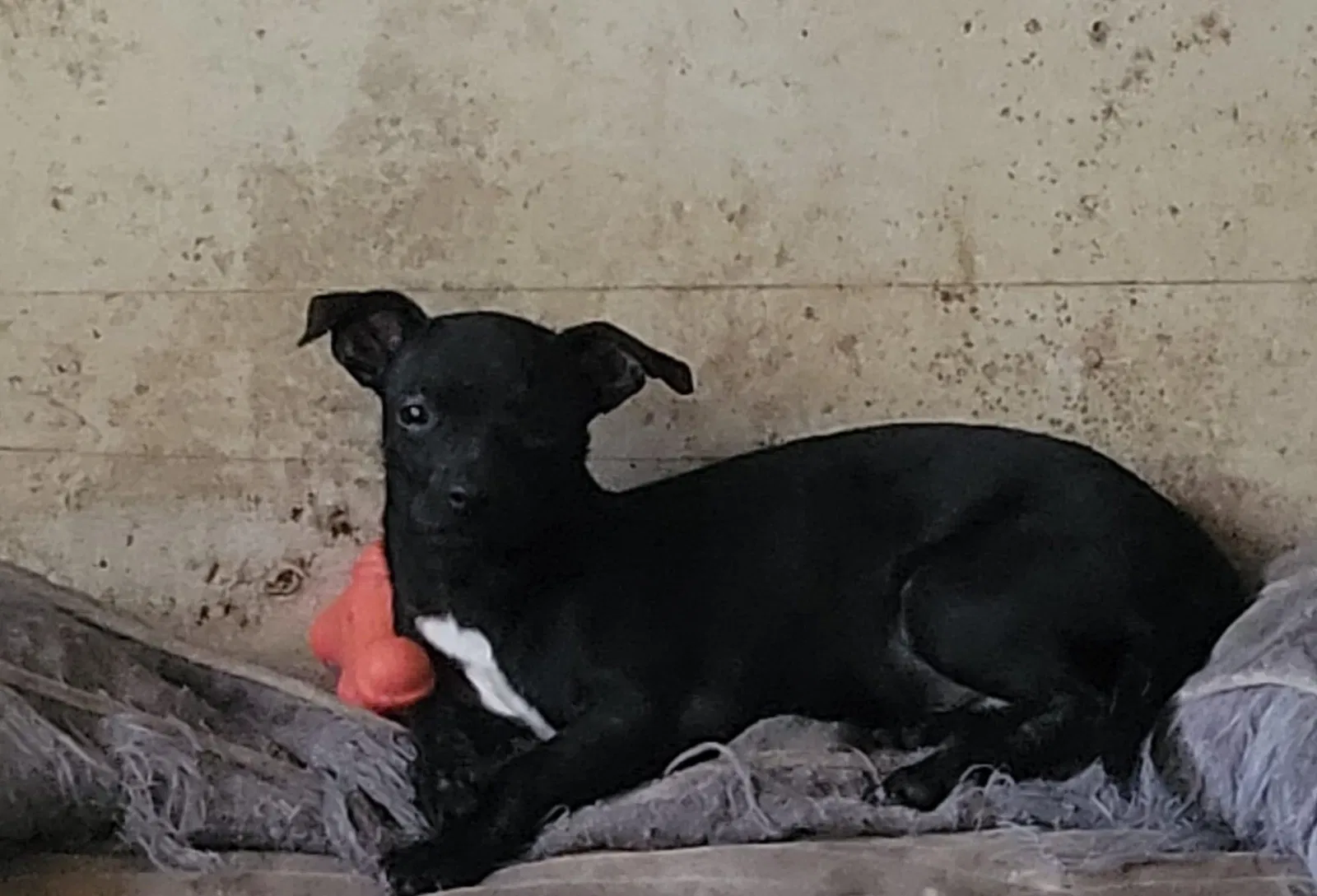 Lost dog in Waco, TX, 76706