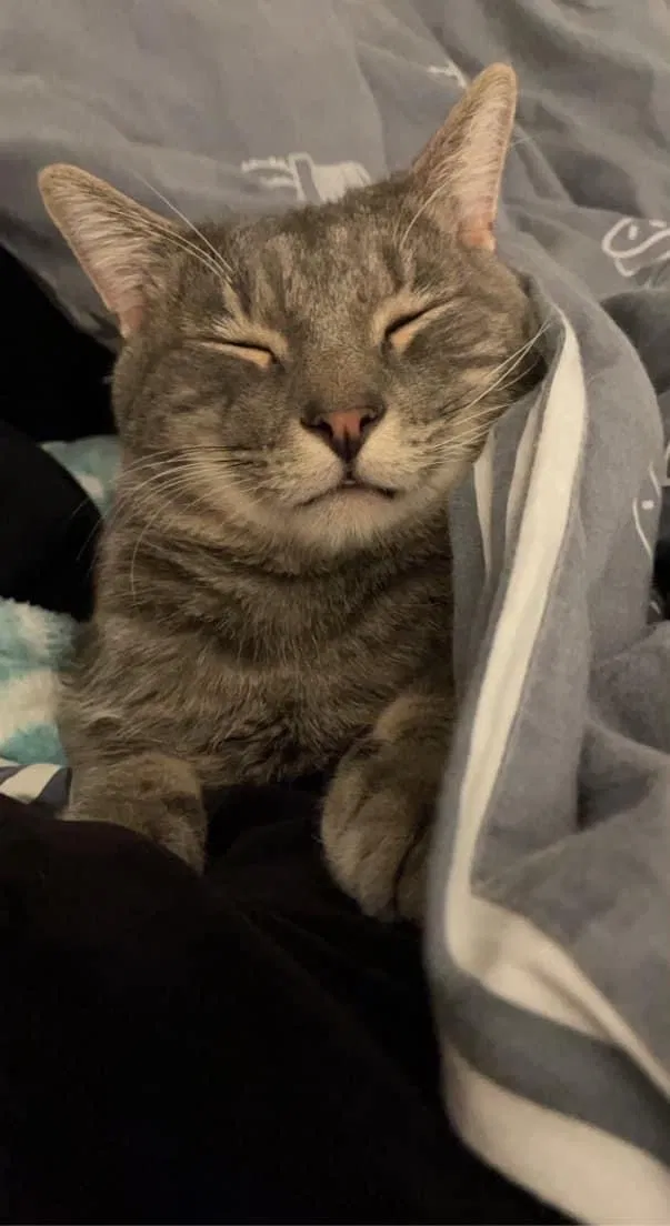 Lost cat in Magna, UT, 84044