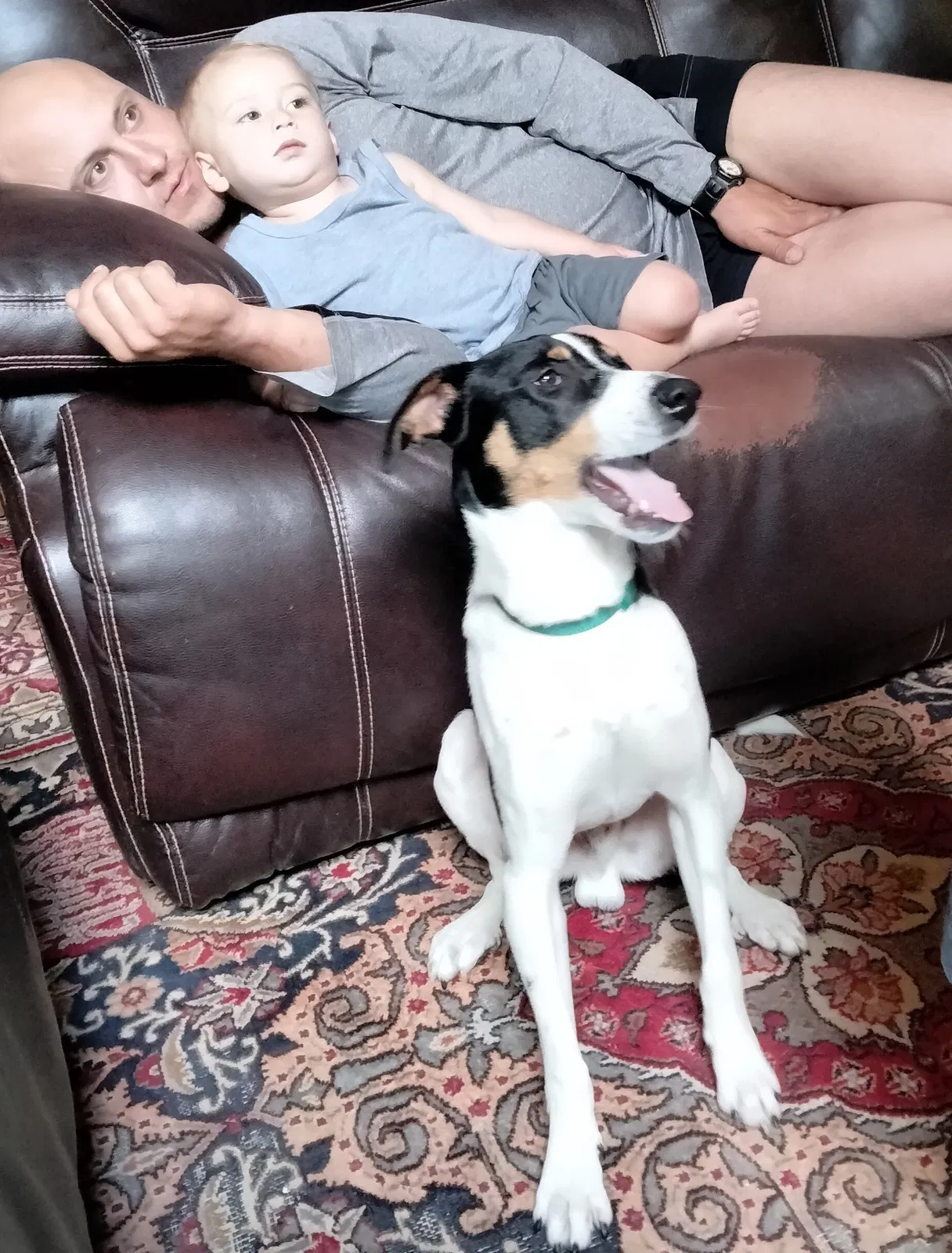 Found dog in Sterrett, AL, 35147