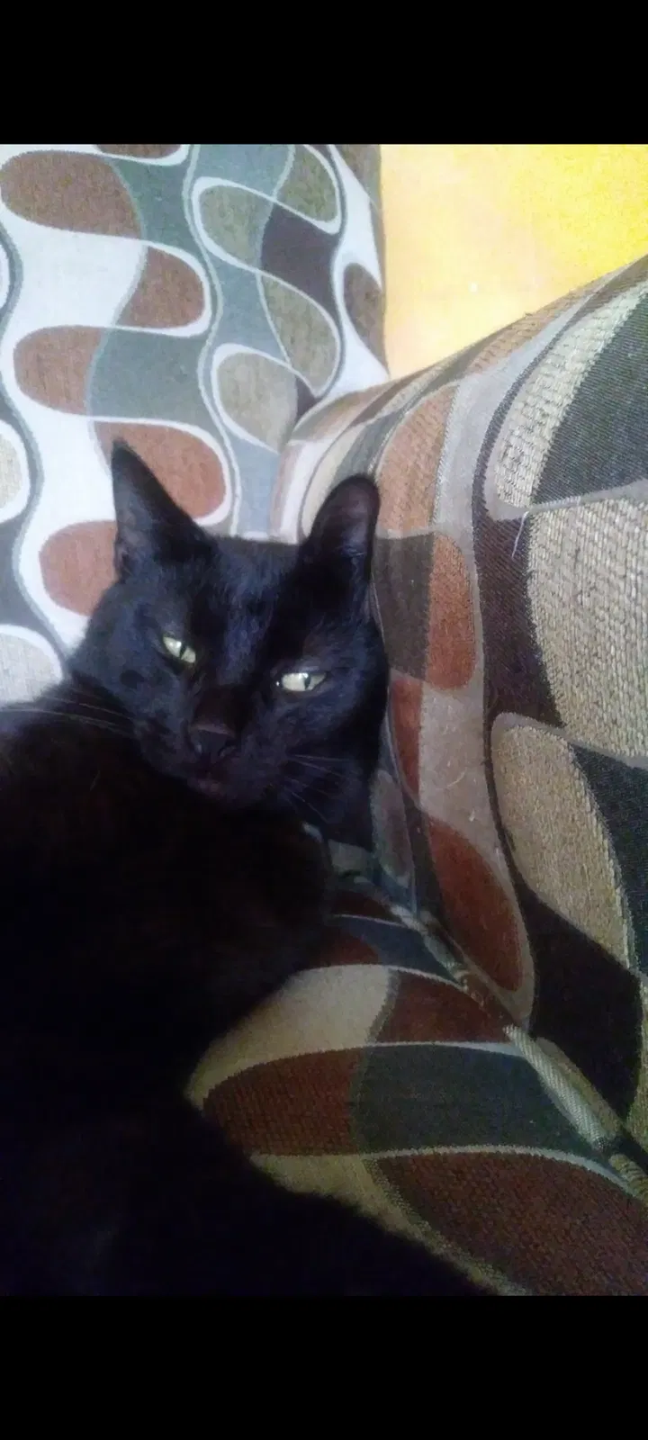 Lost cat in Portland, OR, 97266