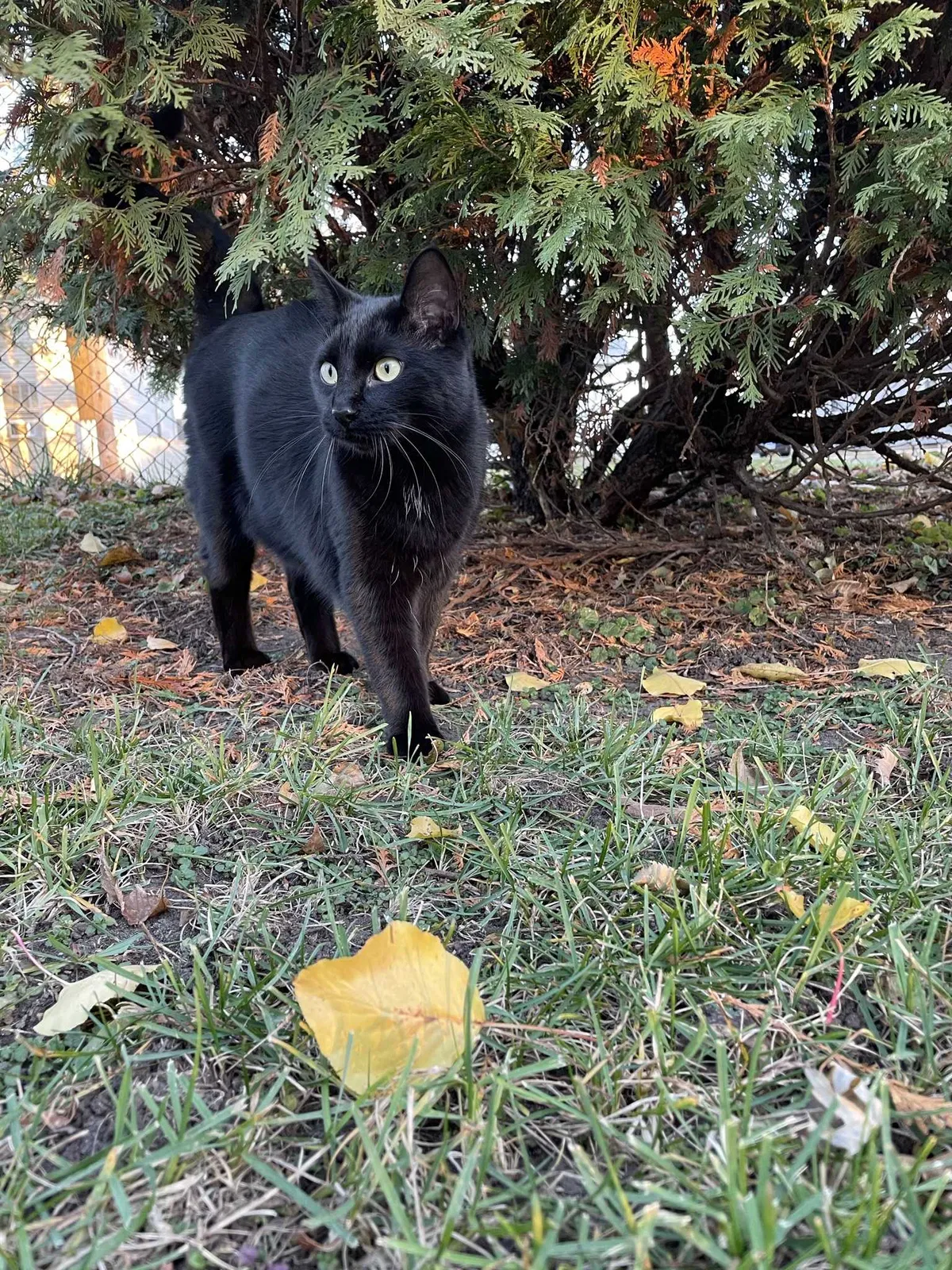 Lost cat in Rockford, IL, 61109