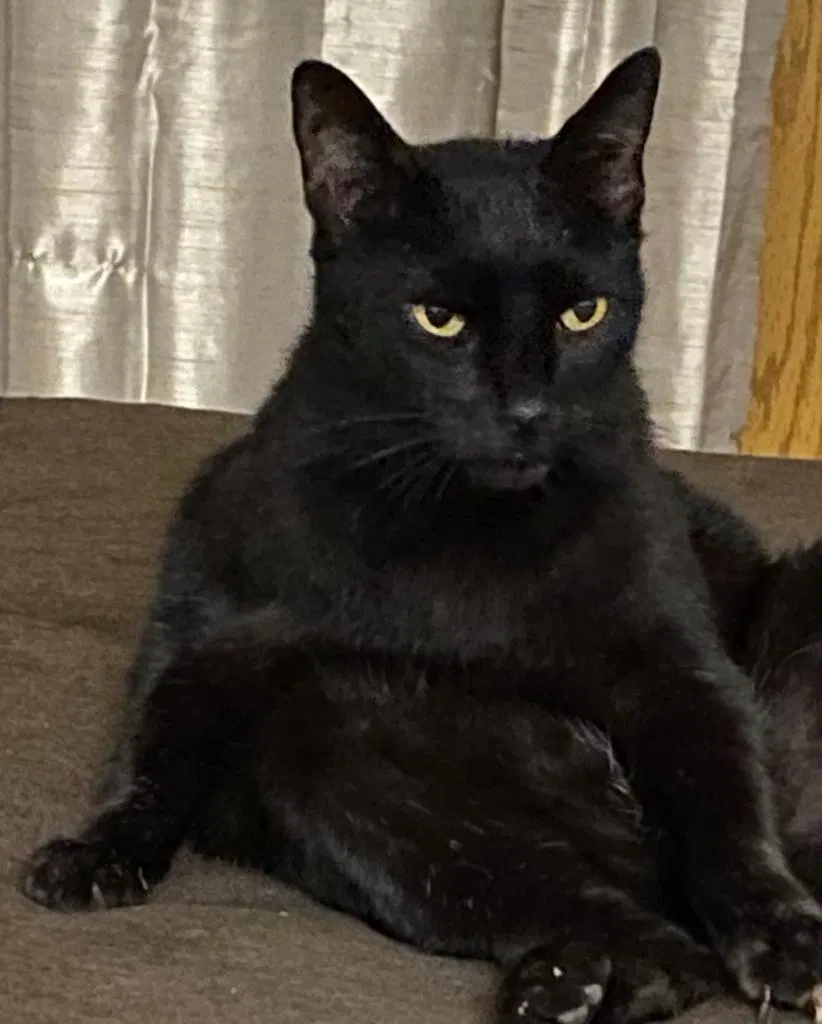 Lost cat in Jupiter, FL, 33458
