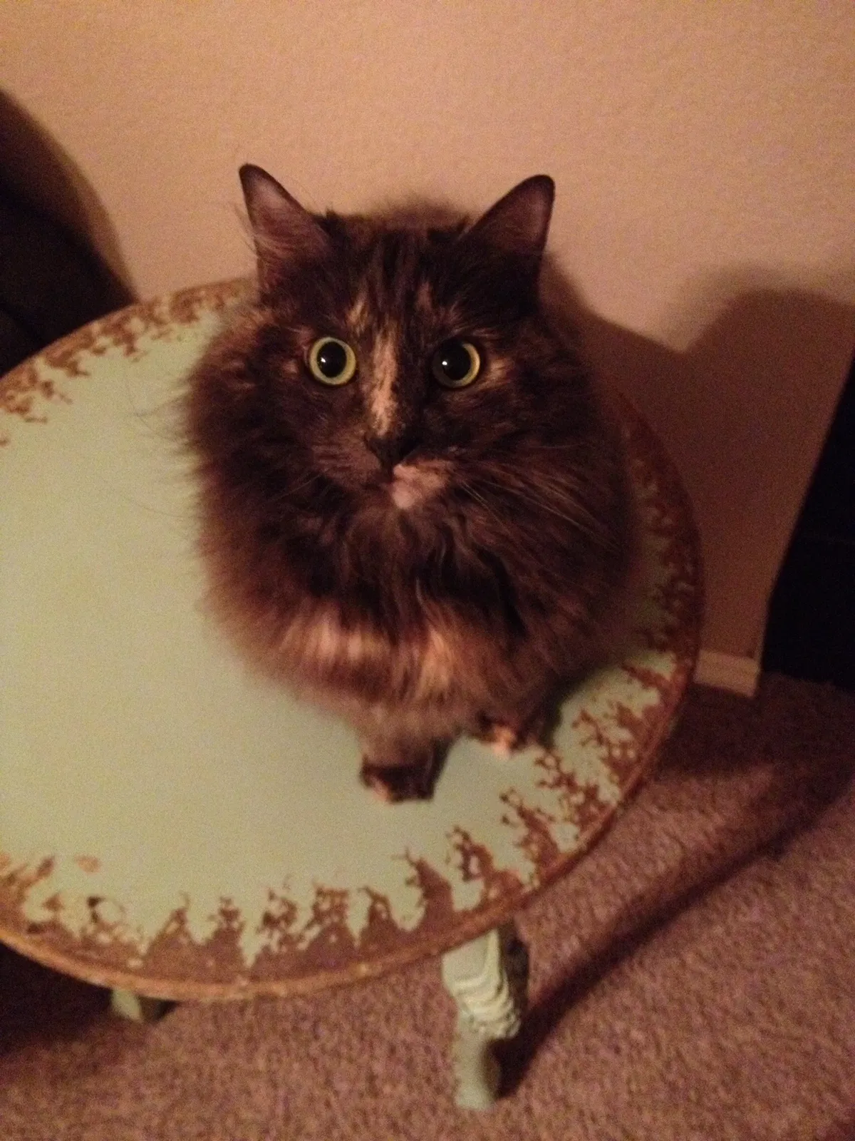 Lost cat in Amarillo, TX, 79119