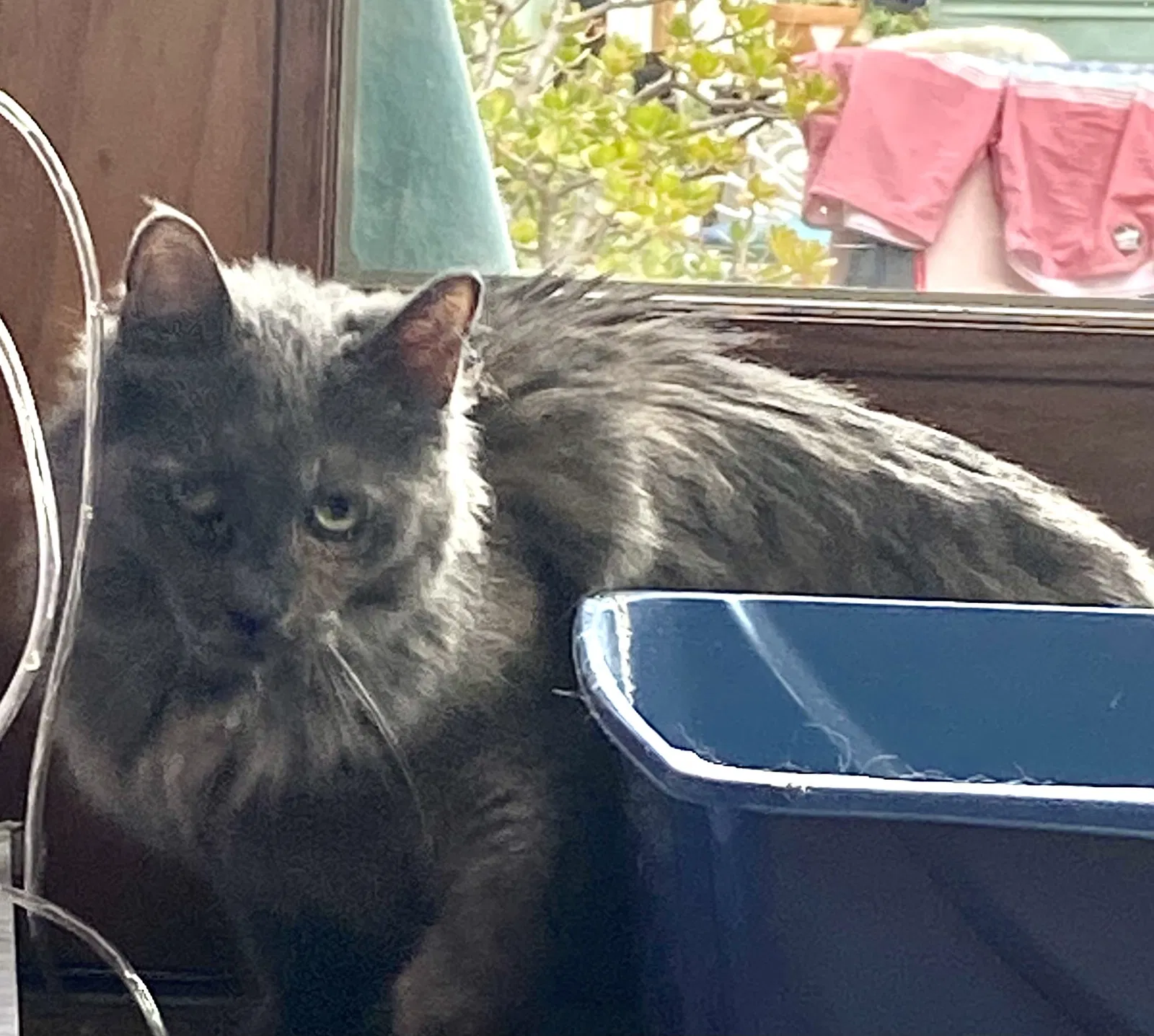 Lost cat in Los Angeles, CA, 90016