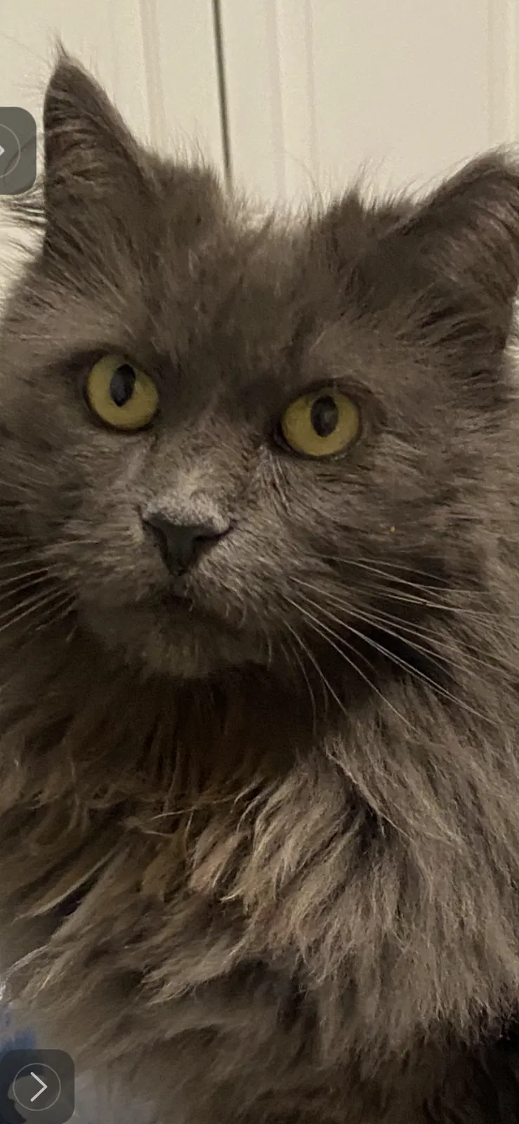 Lost cat in Owings Mills, MD, 21117