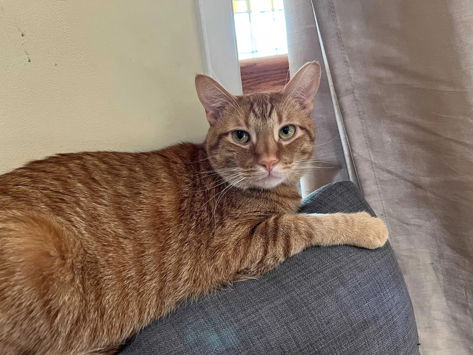 Lost cat in Hacienda Heights, CA, 91745