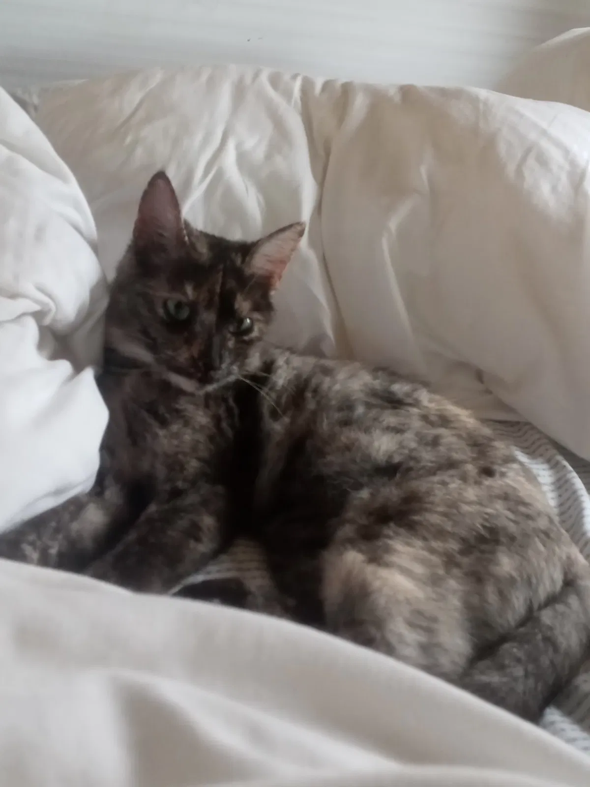 Lost cat in Sebastopol, CA, 95472